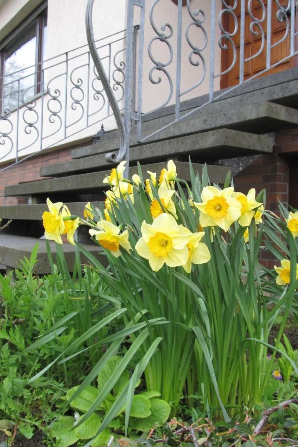 Fewo "Aal Obstbeem"-Draußen