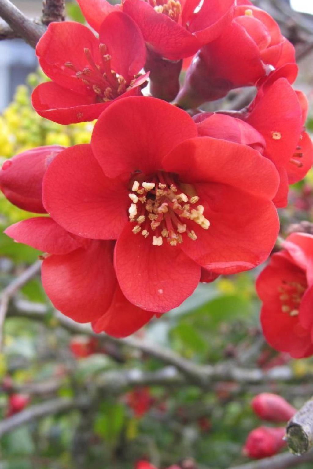 Fewo "Aal Obstbeem"-Image-tags.info