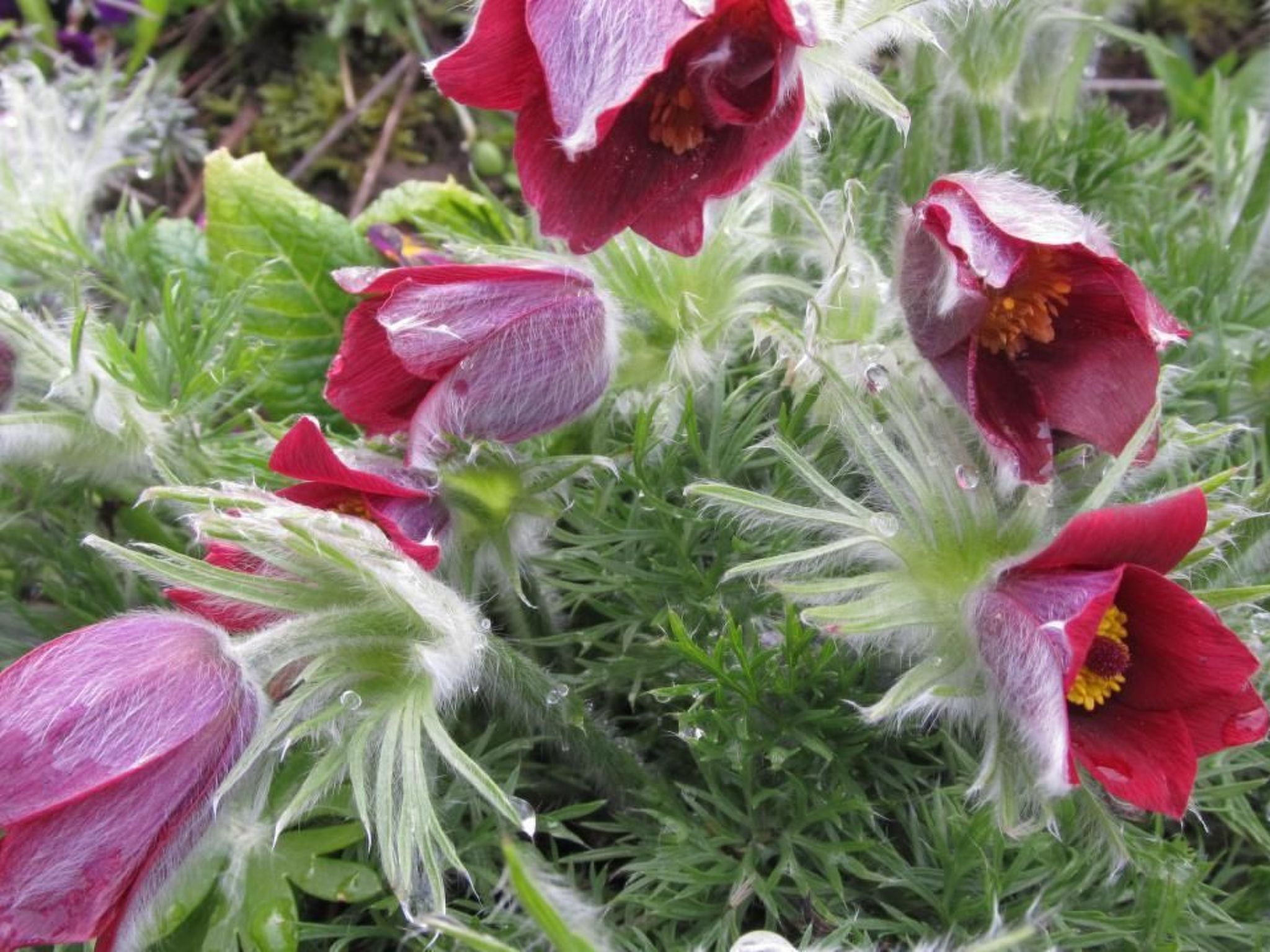 Fewo "Aal Obstbeem"-Draußen