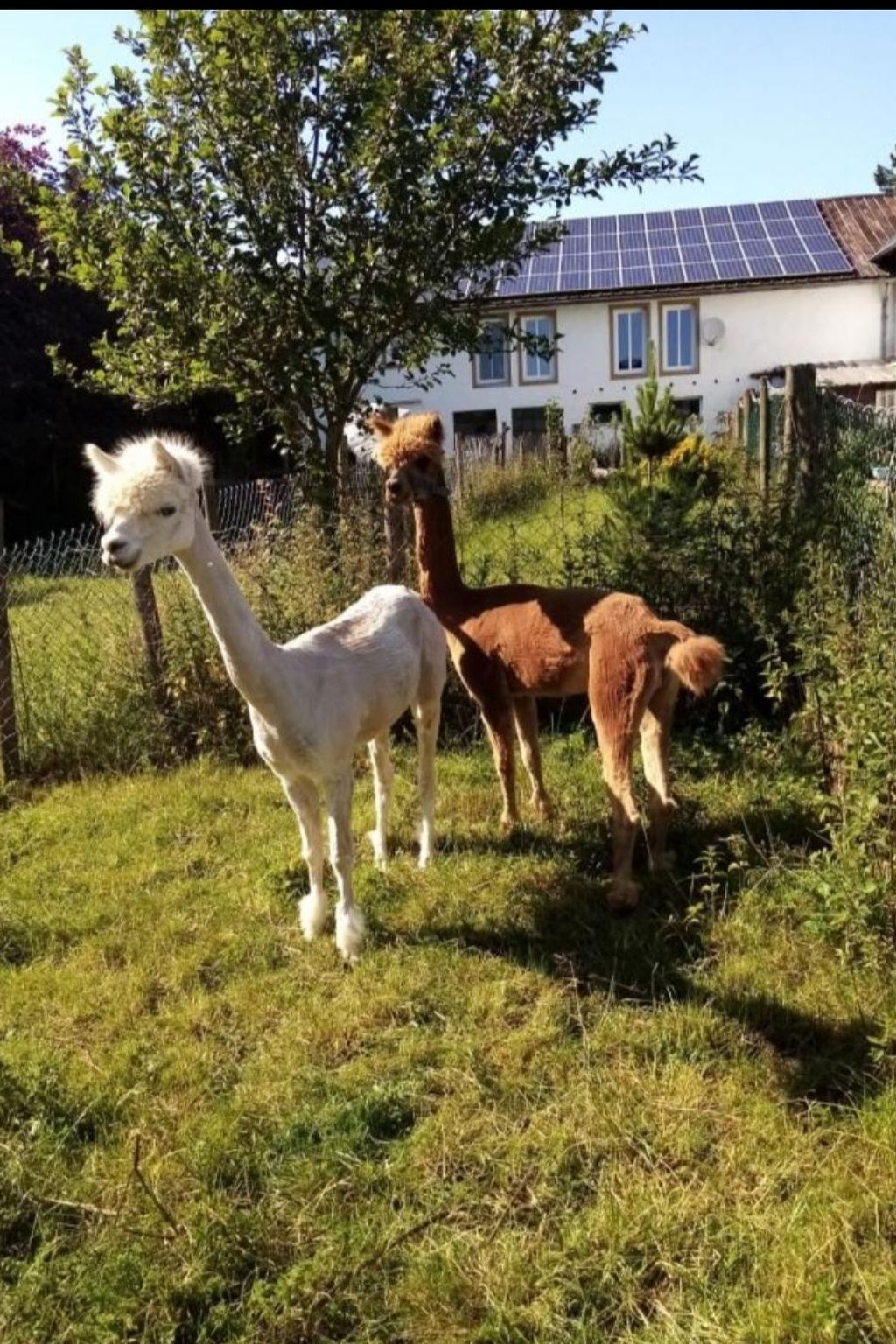 Vakantiehuis met omheinde tuin in Auw (Duitsland) 1 hond is welkom