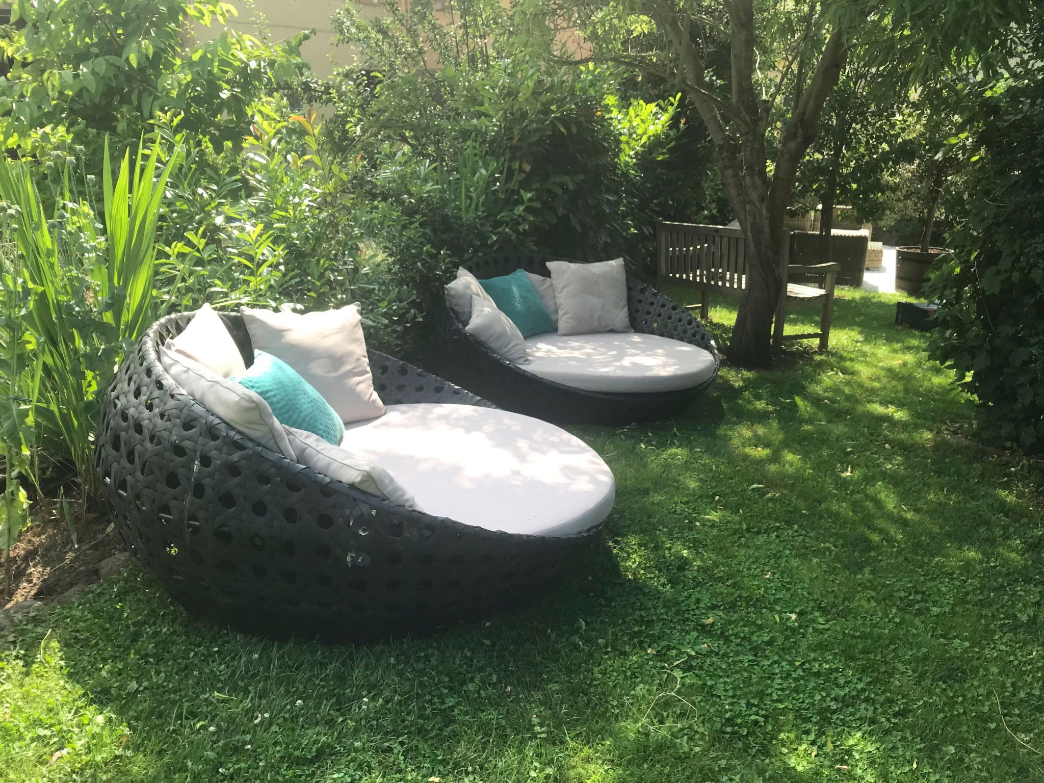 Olive Tree-Image-tags.info