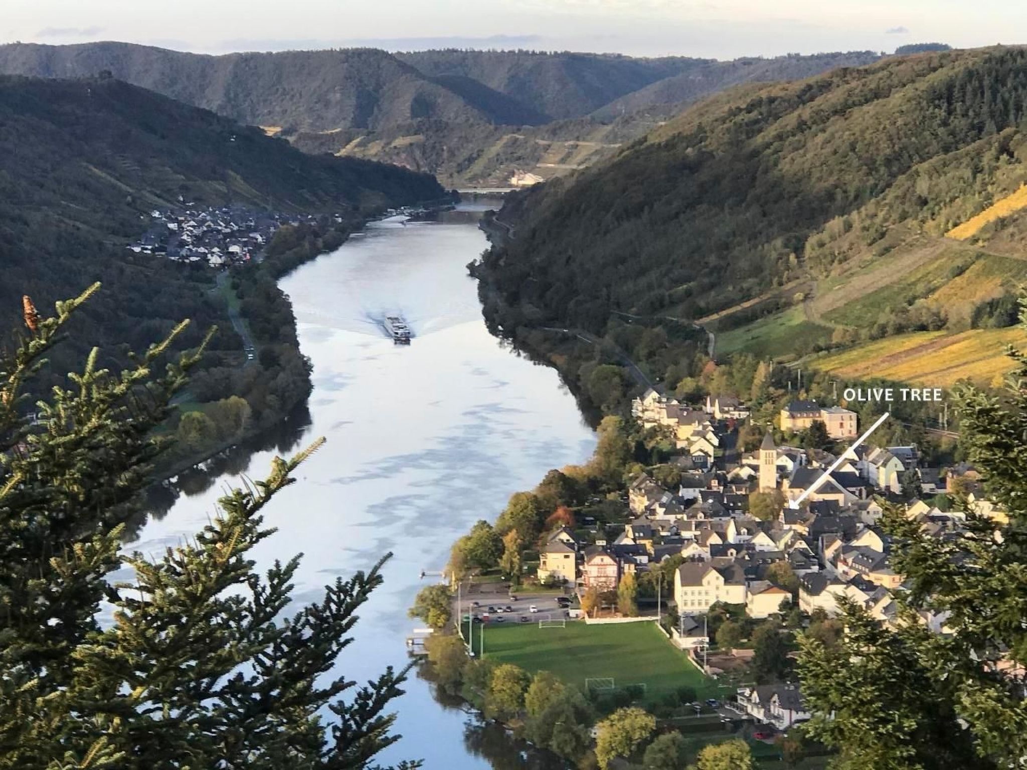 Olive Tree-Image-tags.info