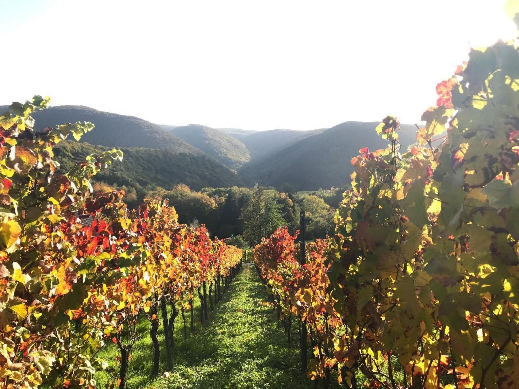 Olive Tree-Image-tags.info