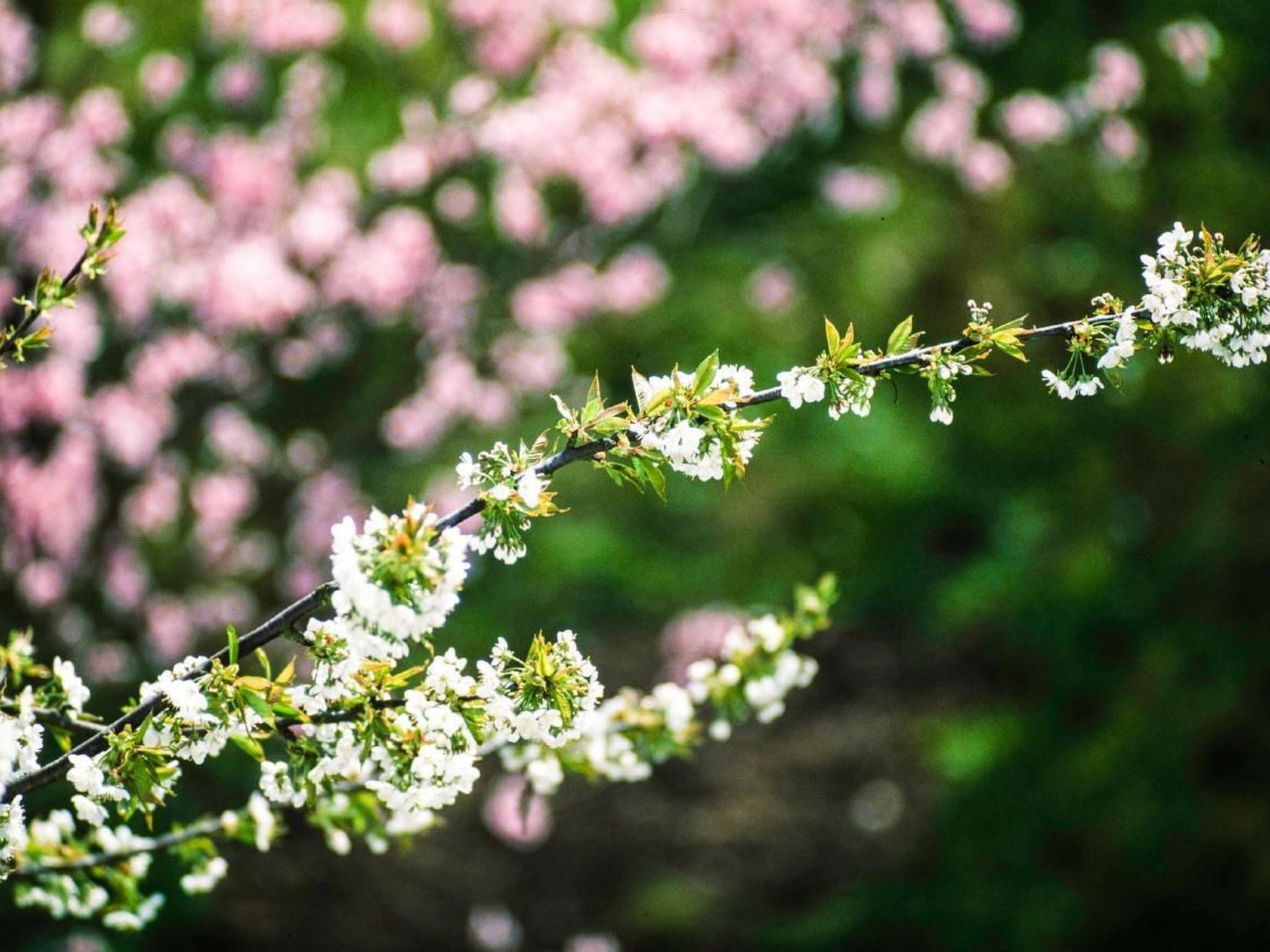 Perle-Lollipop-Dehors