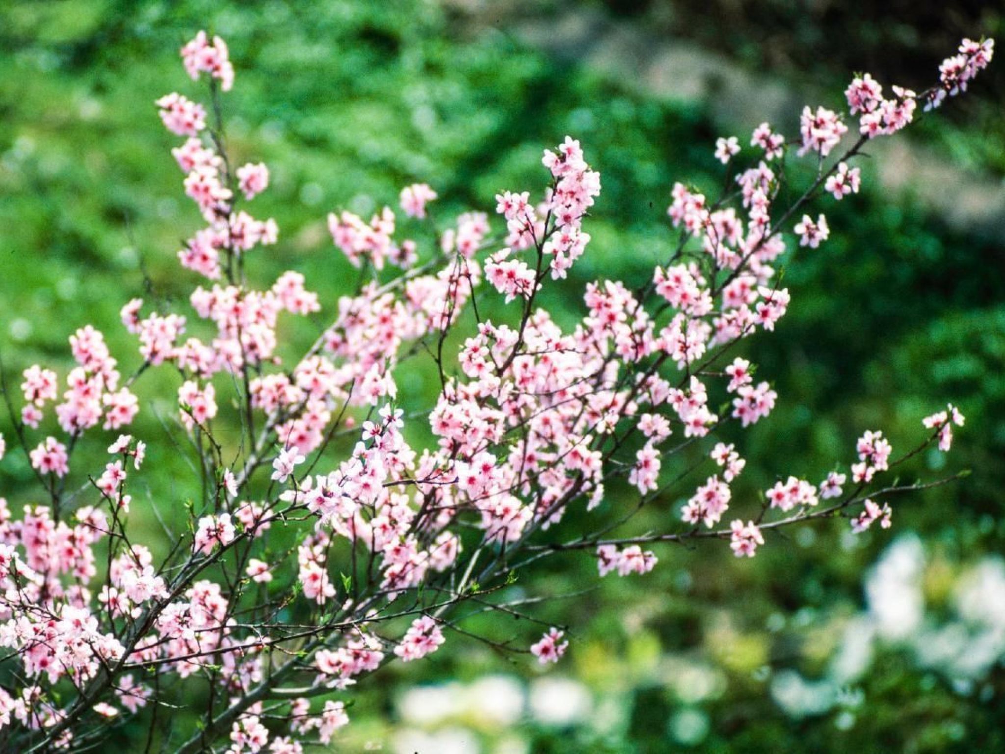Perle-Lollipop-Dehors