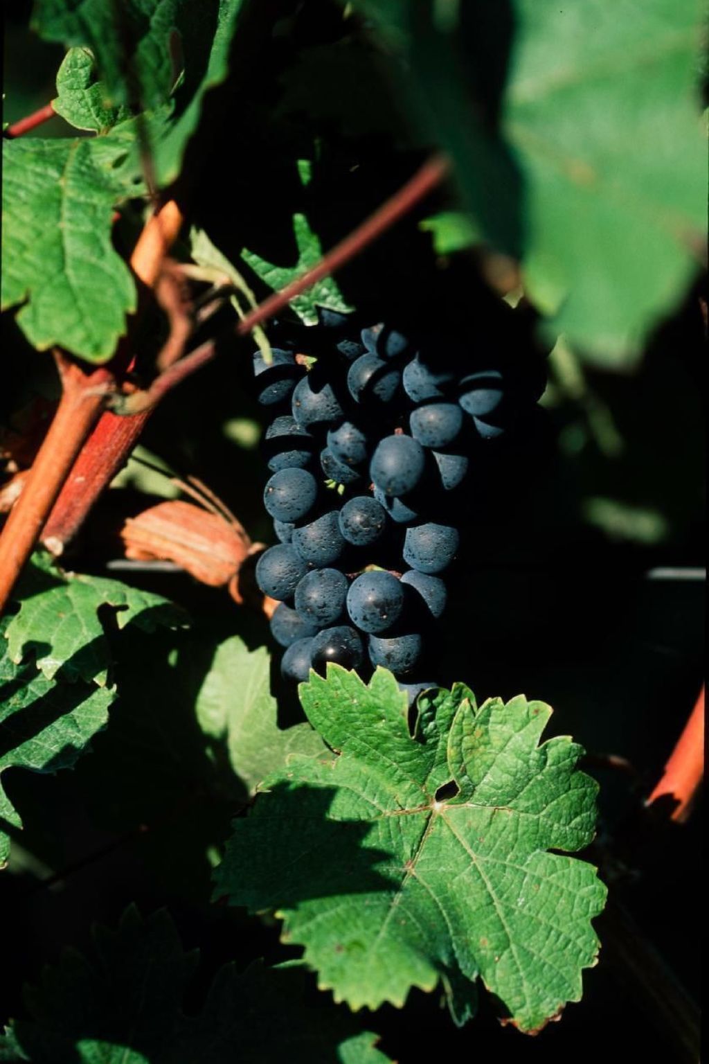 Perle-Lollipop-Image-tags.info