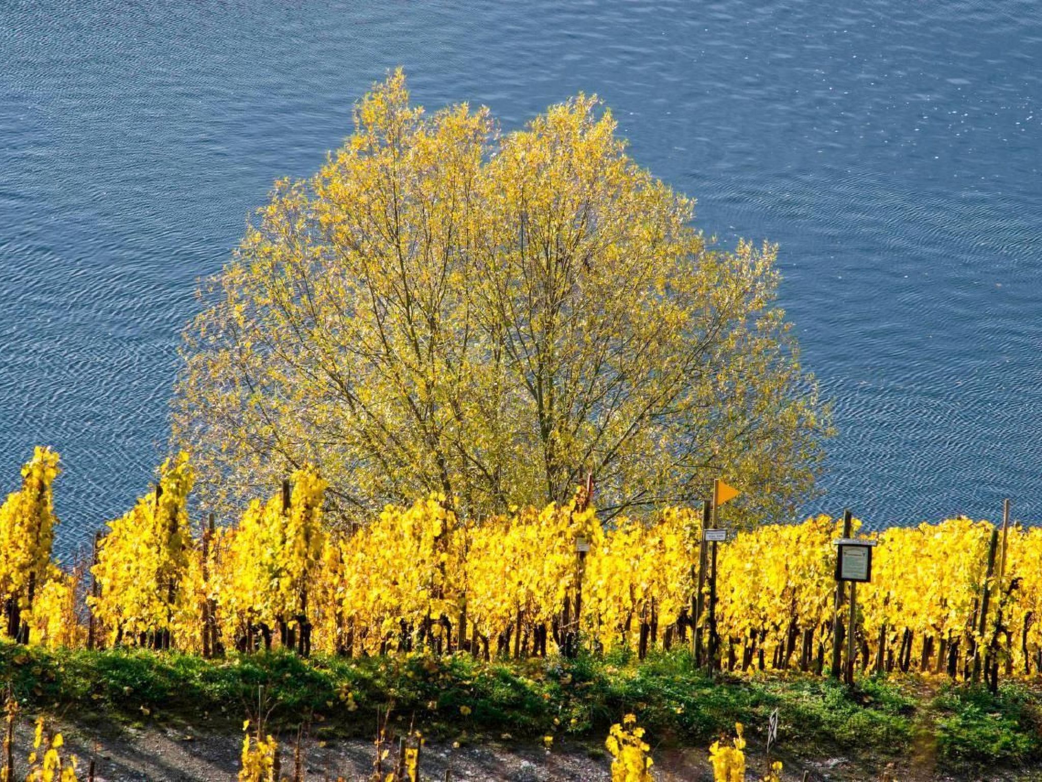 Perle-Lollipop-Image-tags.info