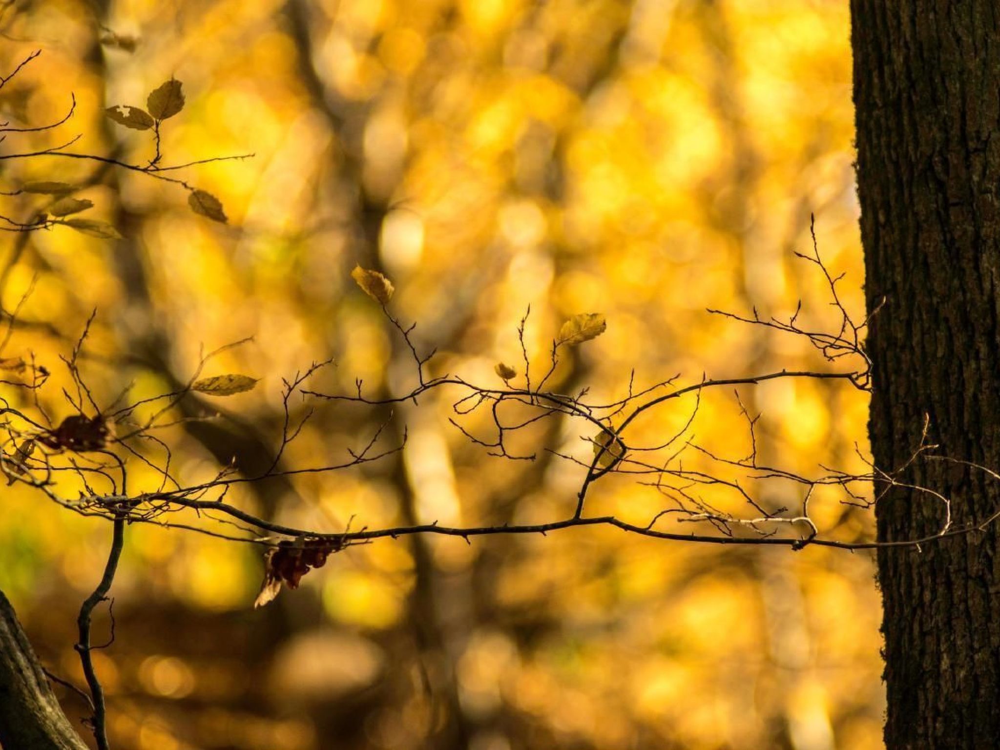 Perle-Lollipop-Image-tags.info