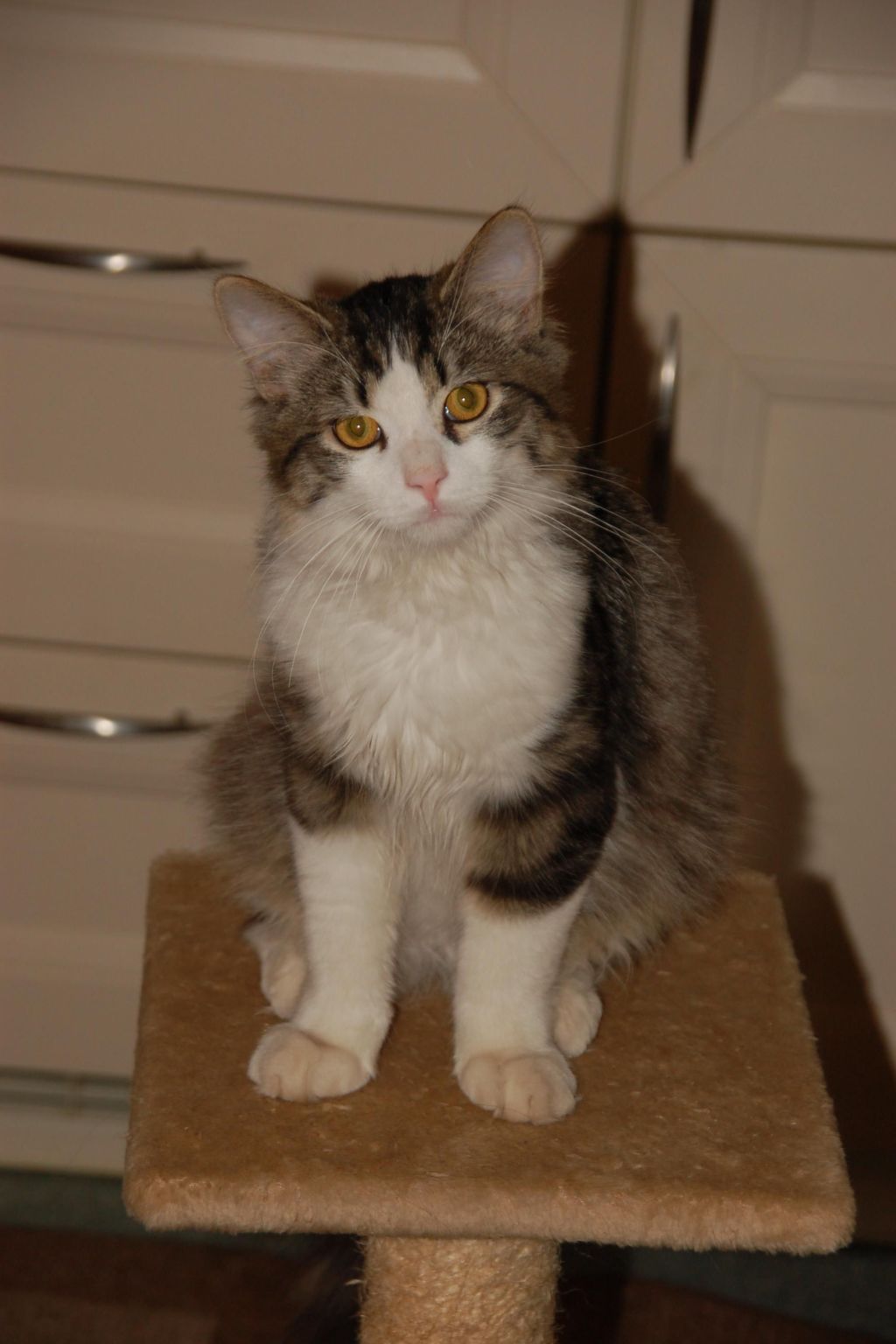 Kolovrat-Image-tags.info