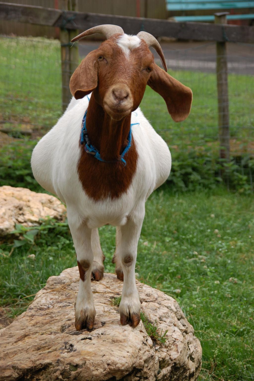 Kolovrat-Image-tags.info