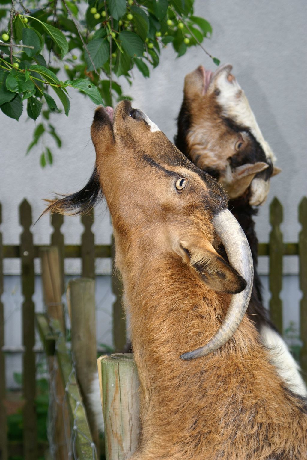 Kolovrat-Image-tags.info