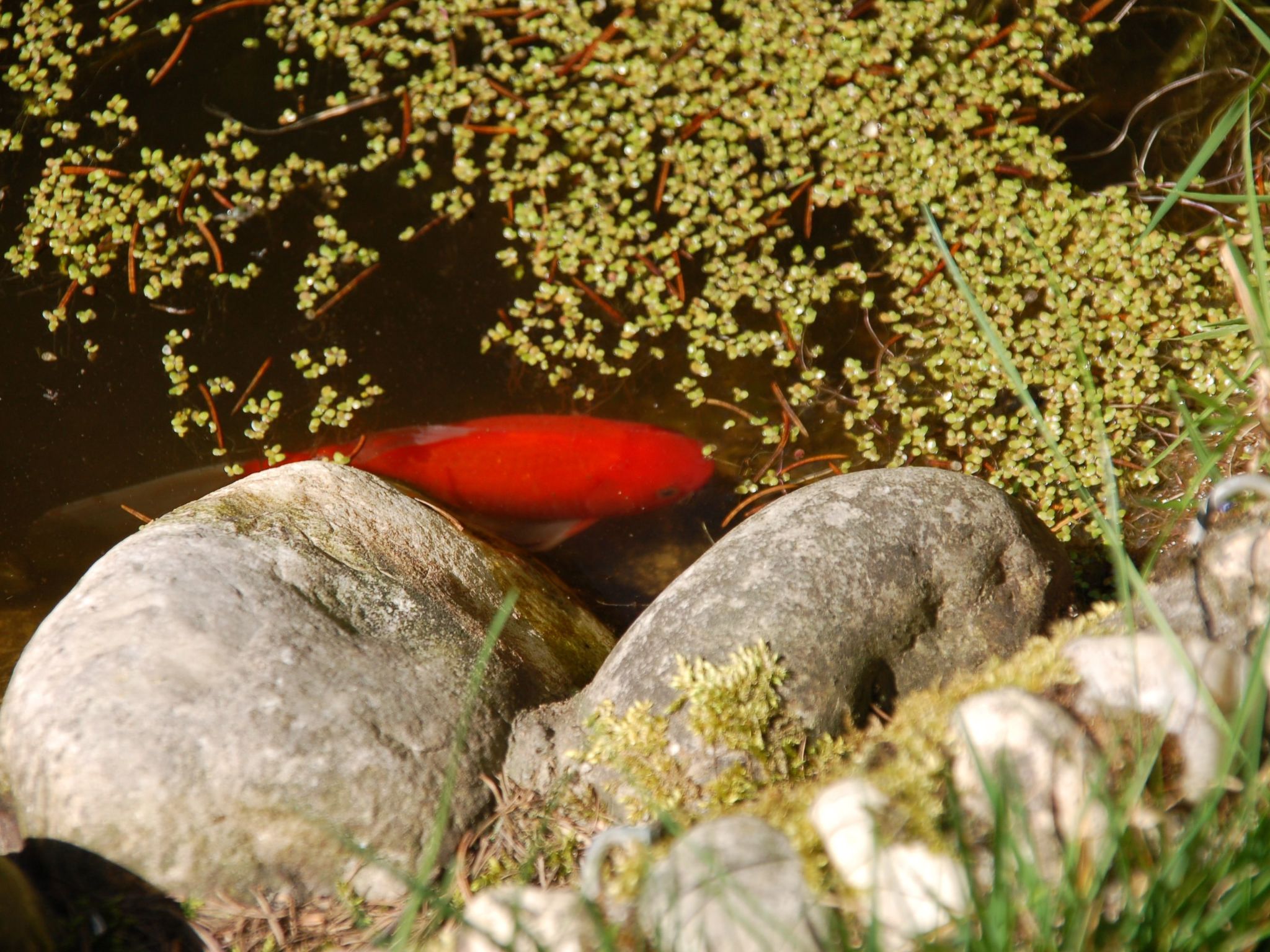 Kolovrat-Image-tags.info