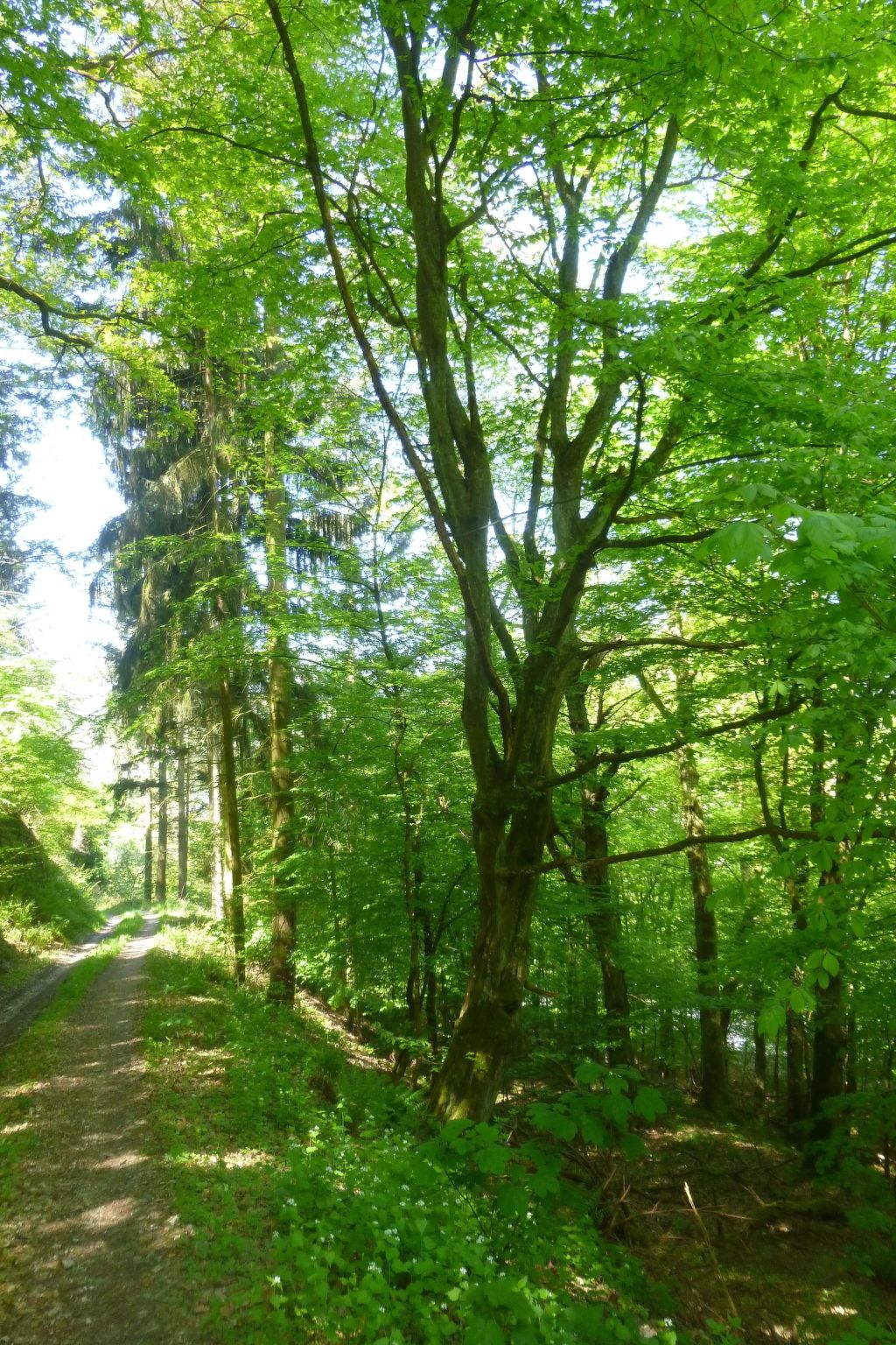Moselschiefer-Traumferienwohnung am Moselufer-Binnen