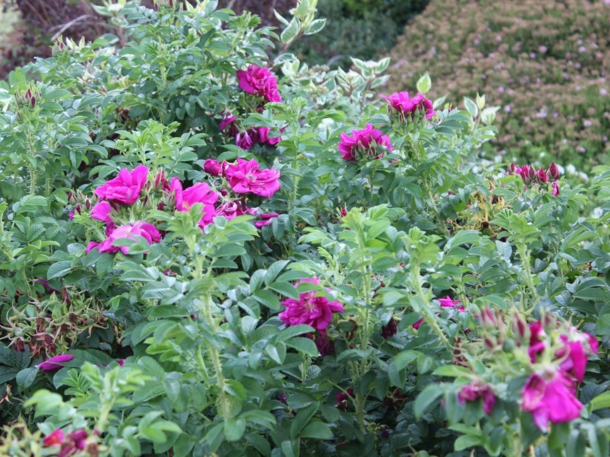 Appartement in Mastershausen mit Terrasse, Garten und Grill-Image-tags.info