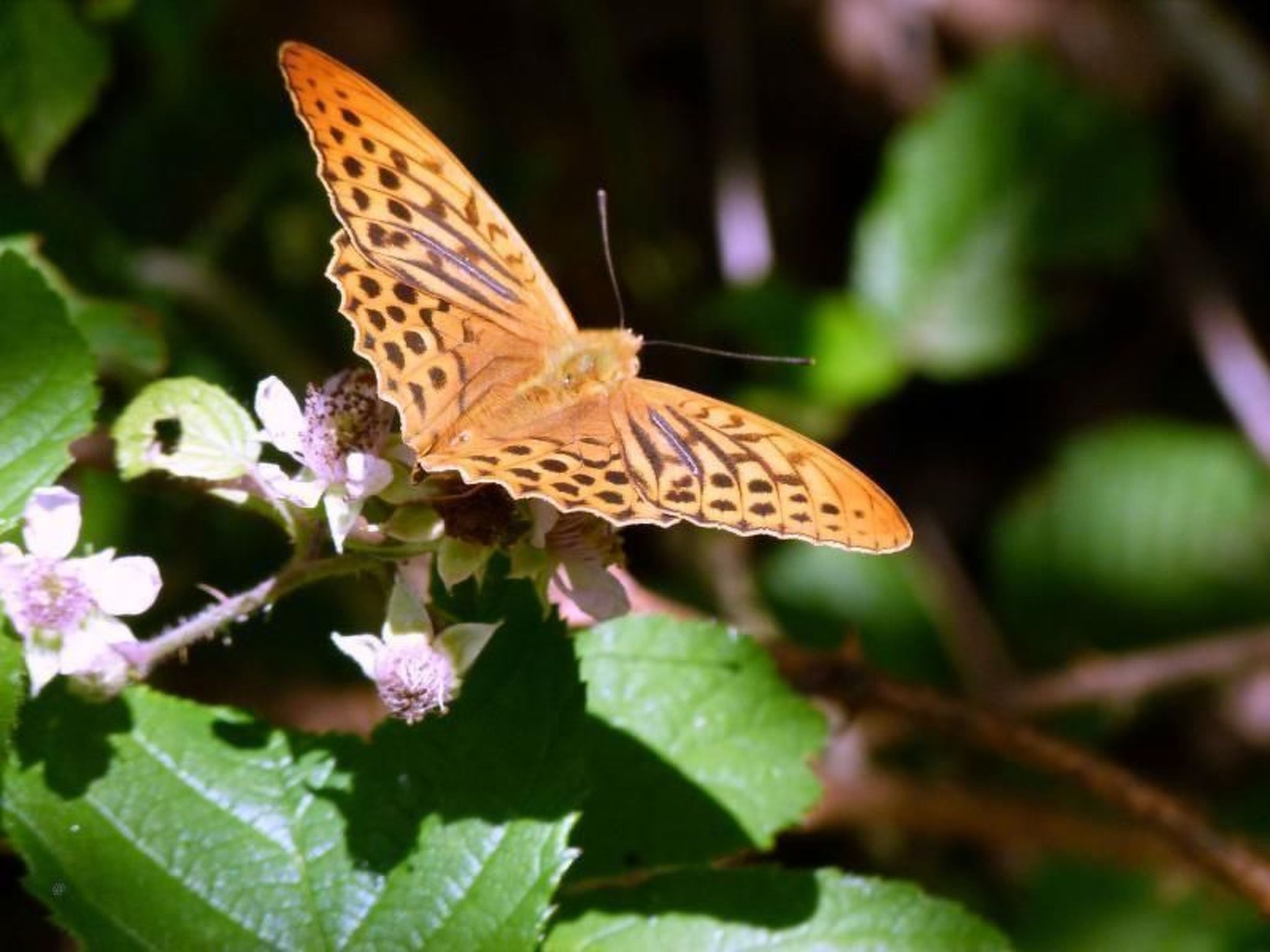 Iris 2-Image-tags.info