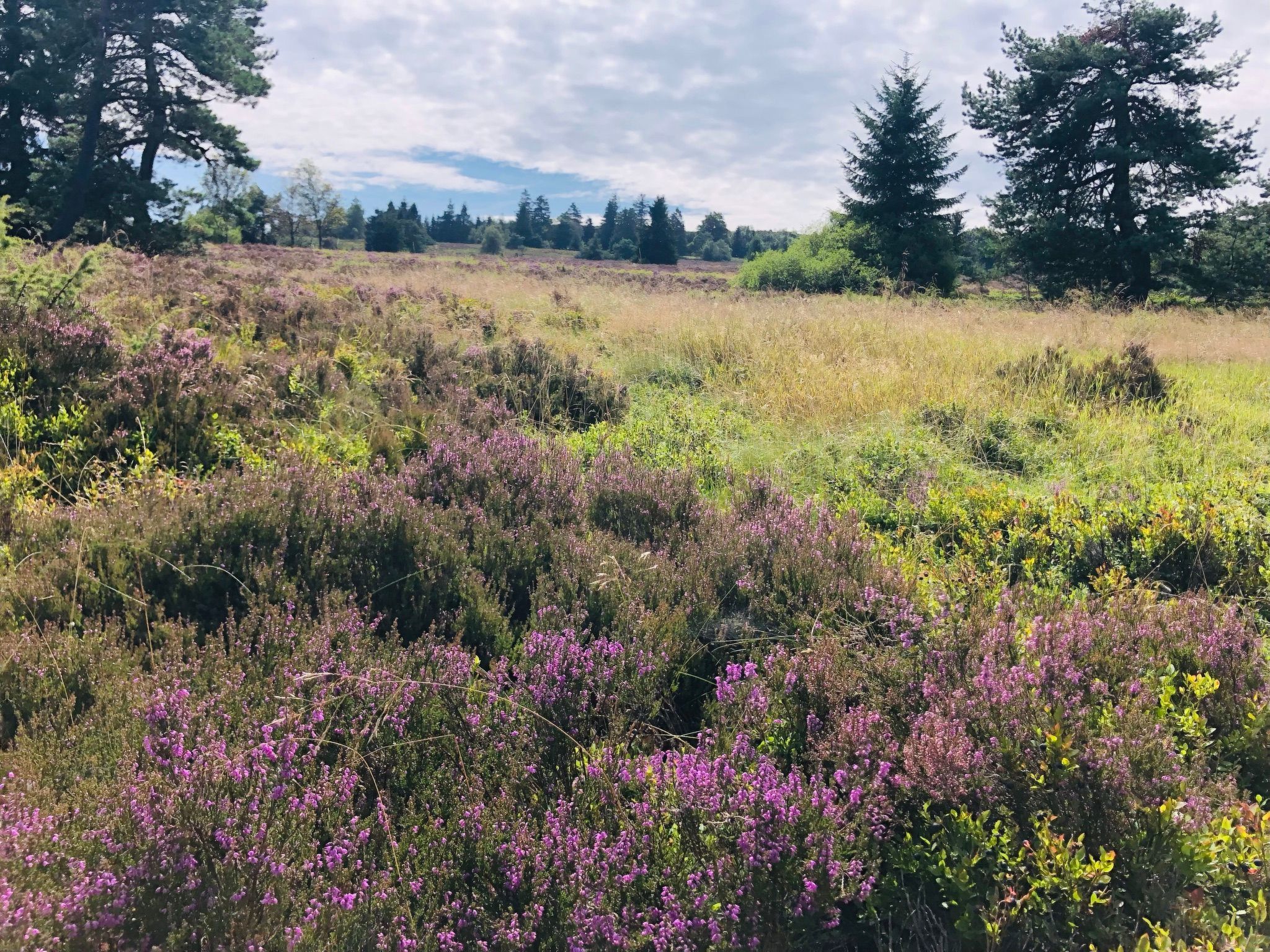 Fachwerkliebe-Image-tags.info