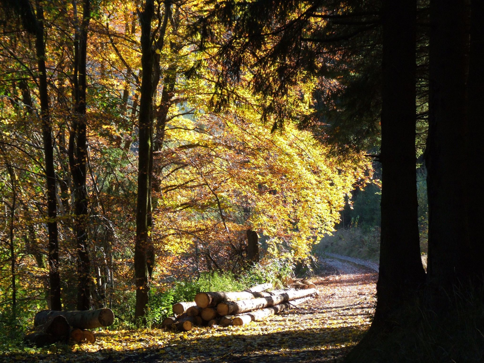 Fachwerkliebe-Image-tags.info