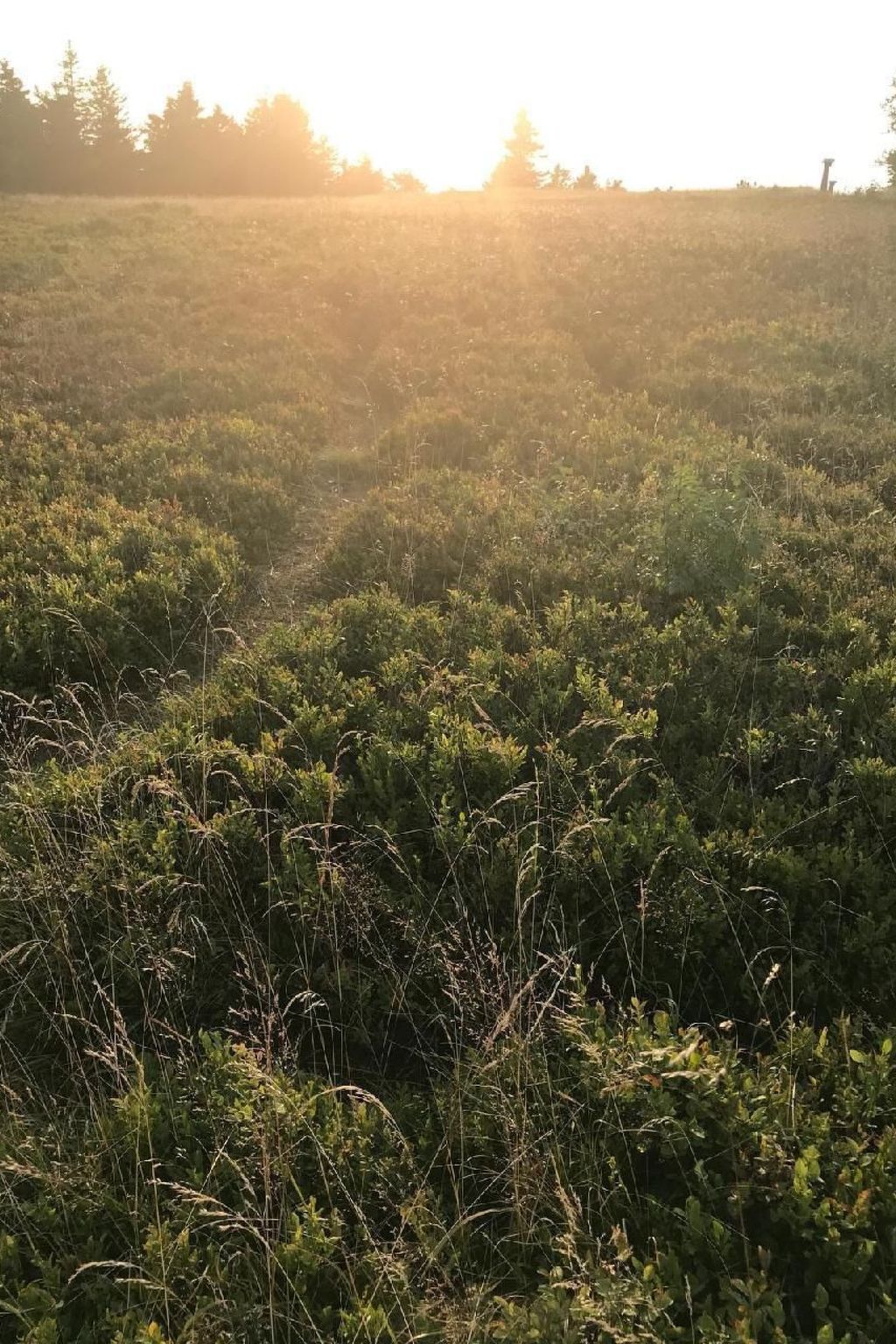 Berg- und Seeblick am Hillebachsee-Binnen