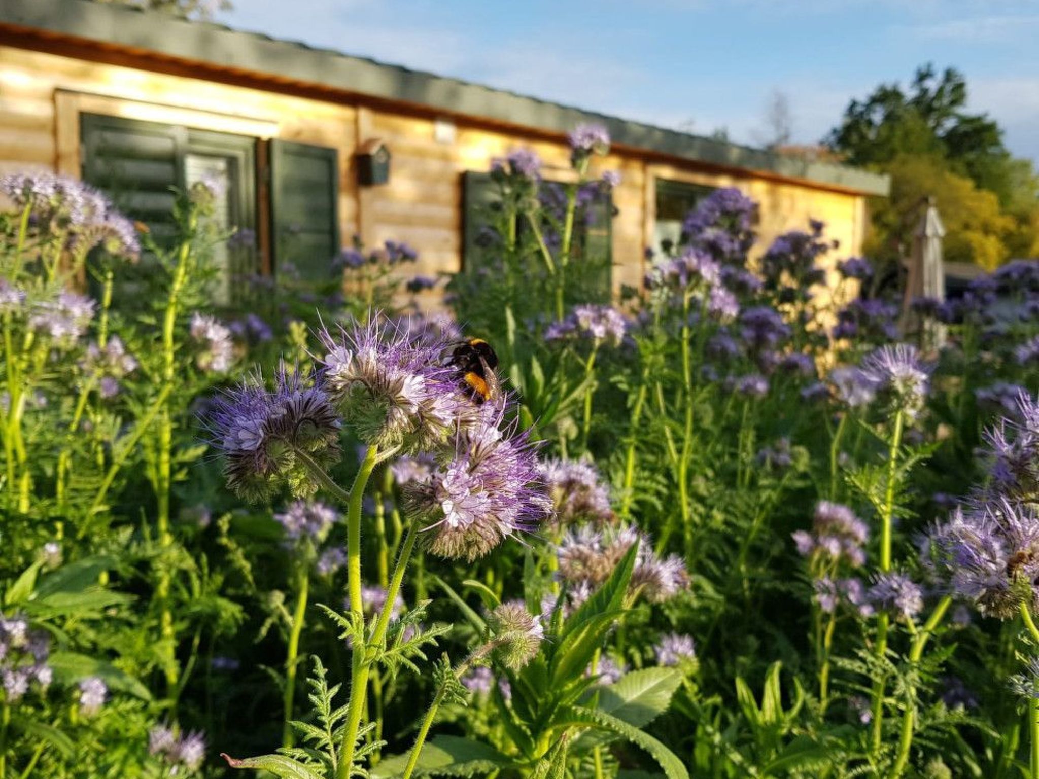 In Atzenhain mit Großer Terrasse-Binnen