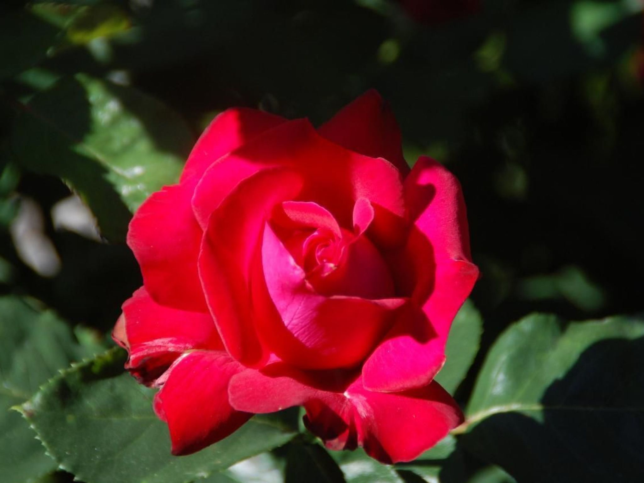 Elisa-Image-tags.info