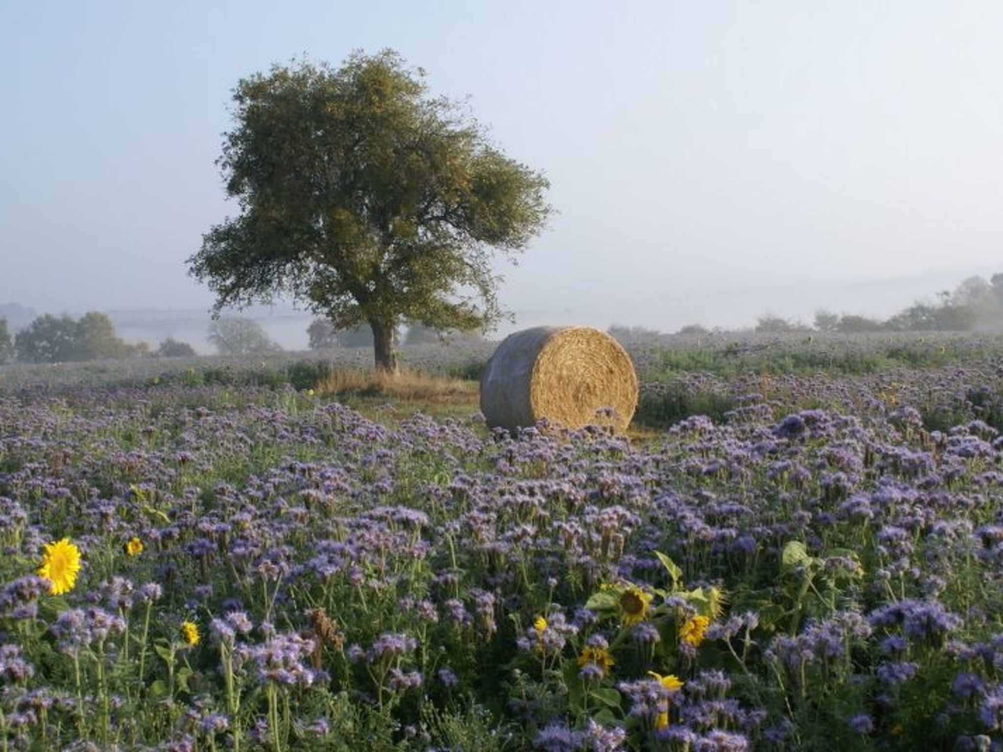 Gästehaus Margerite-Image-tags.info