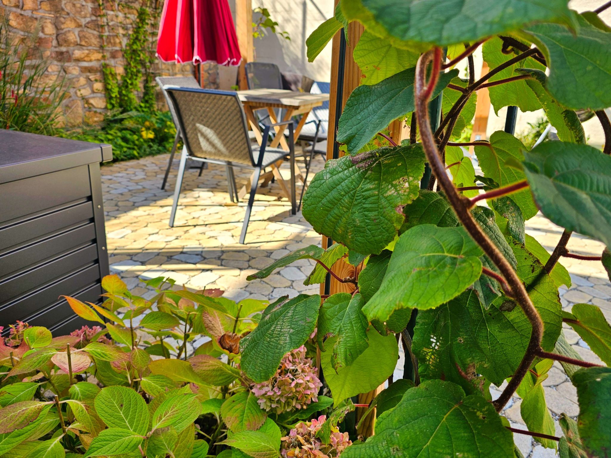 Kiwihof-Image-tags.info