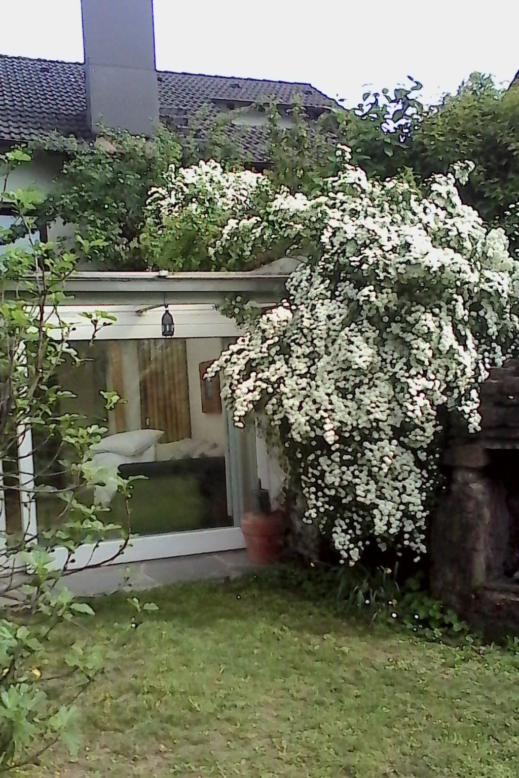 Urlaub am Feigenbaum in Nußloch