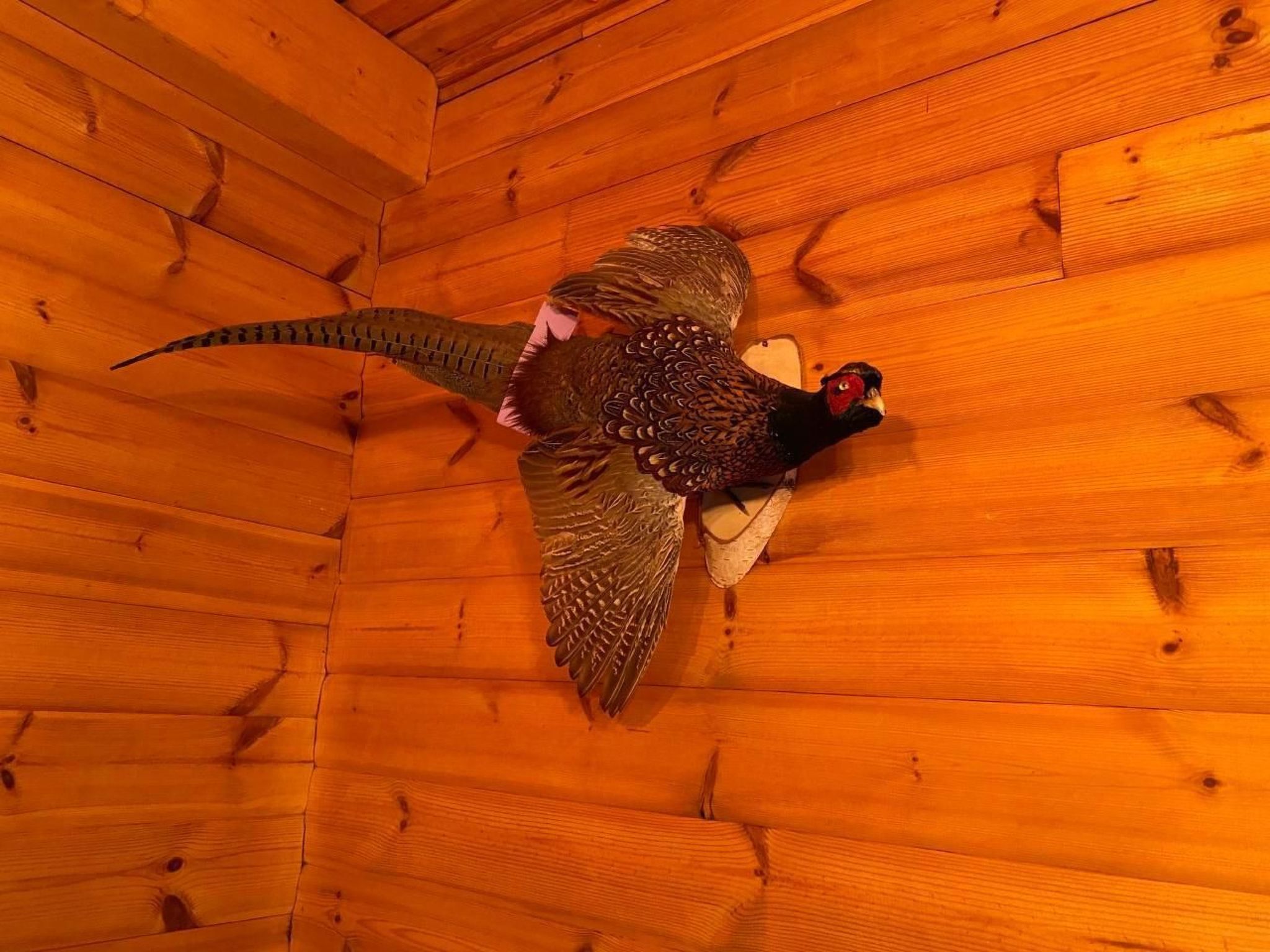 WaldhausEichhörnchen-Image-tags.info