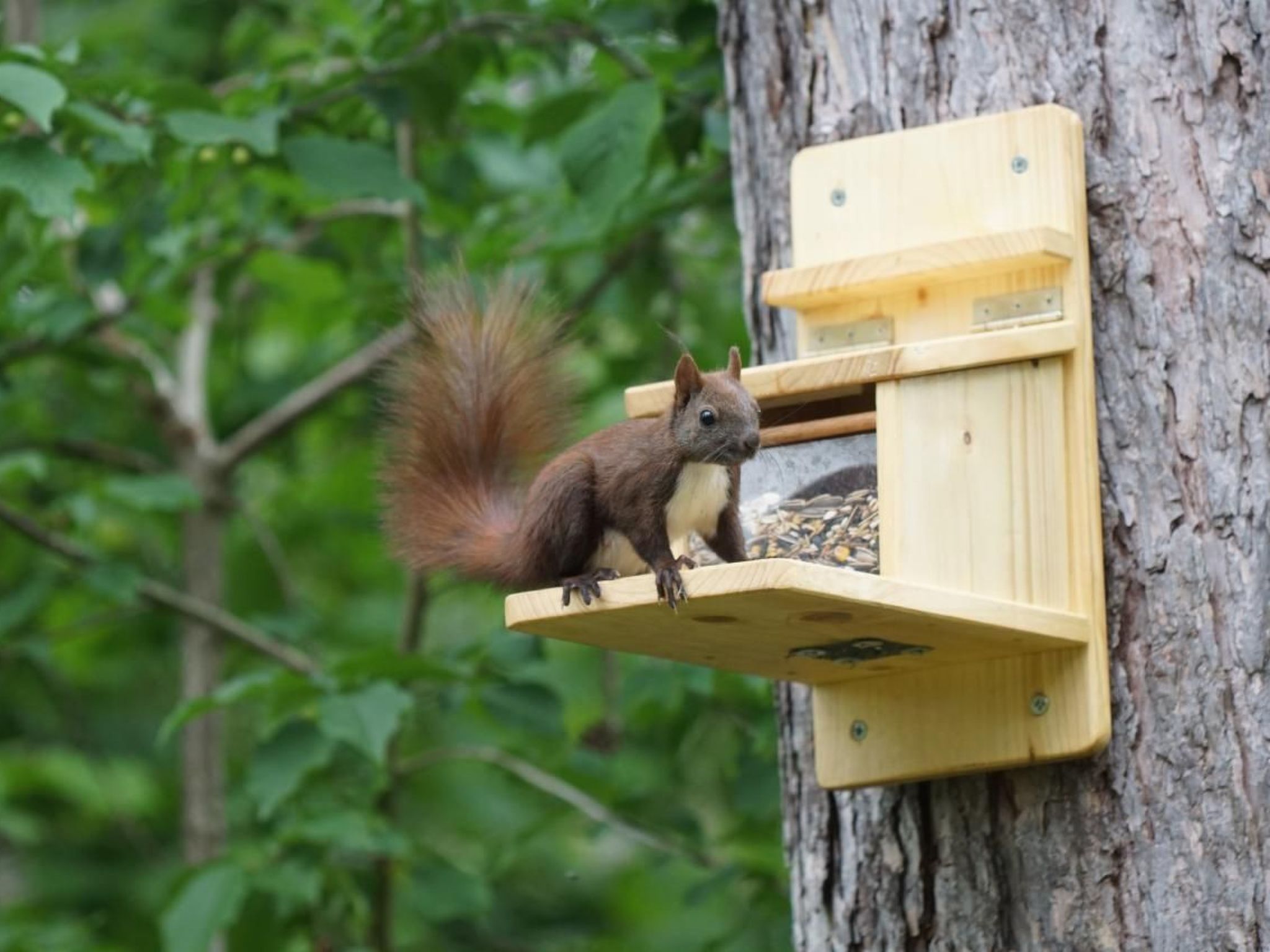 WaldhausEichhörnchen-Image-tags.info