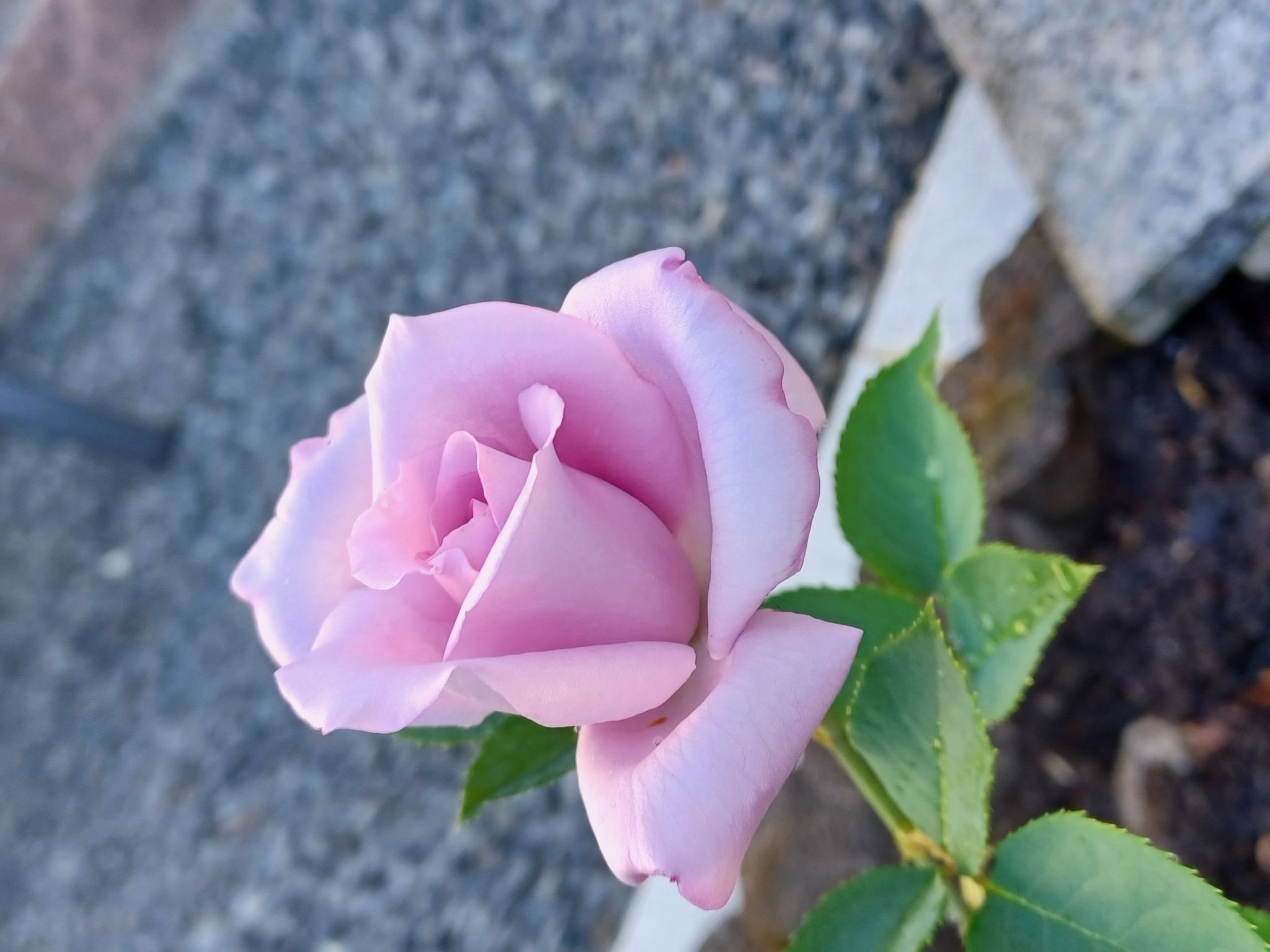 Monterosa in Baden-Baden-Binnen