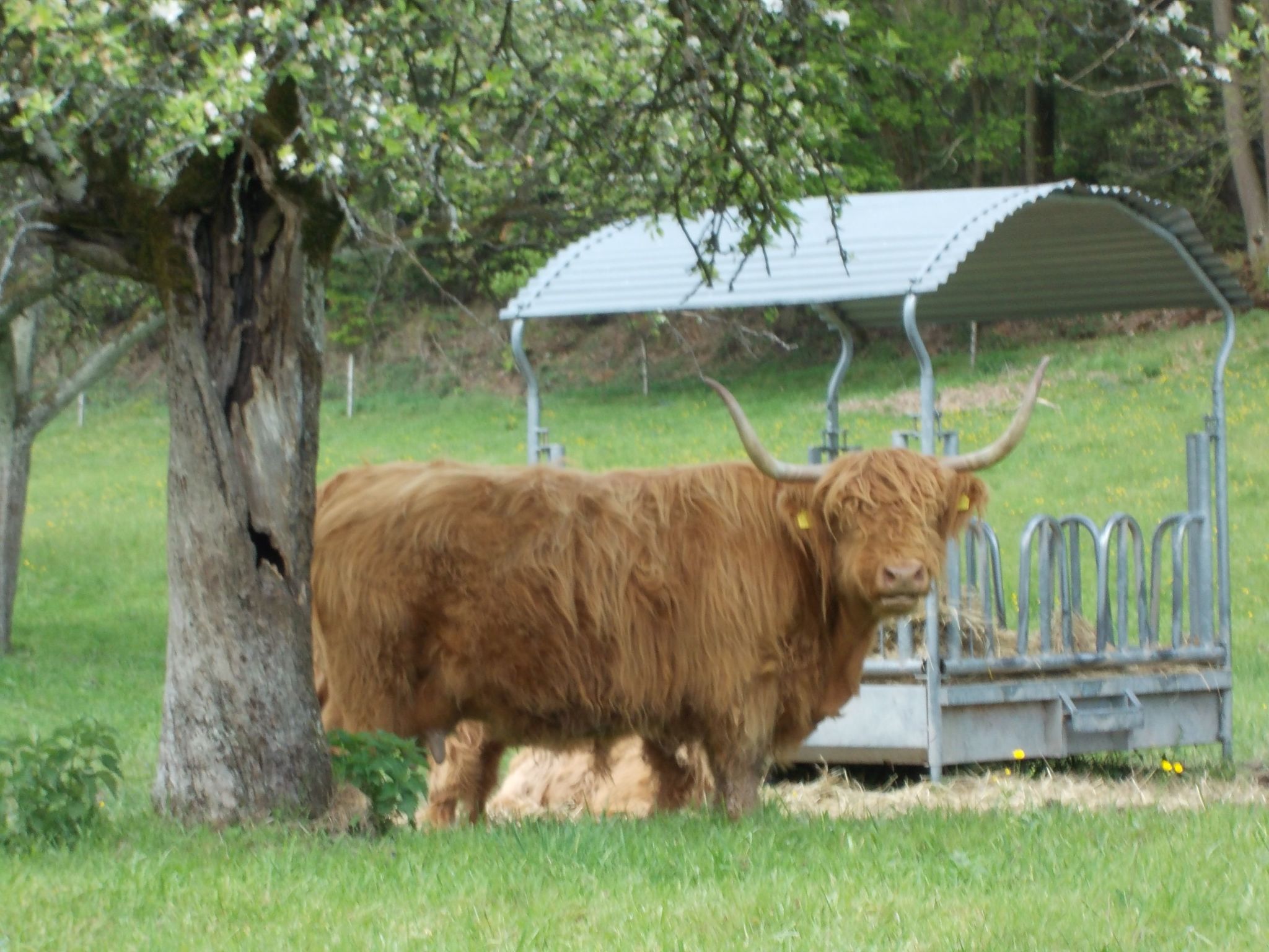 Monterosa in Baden-Baden