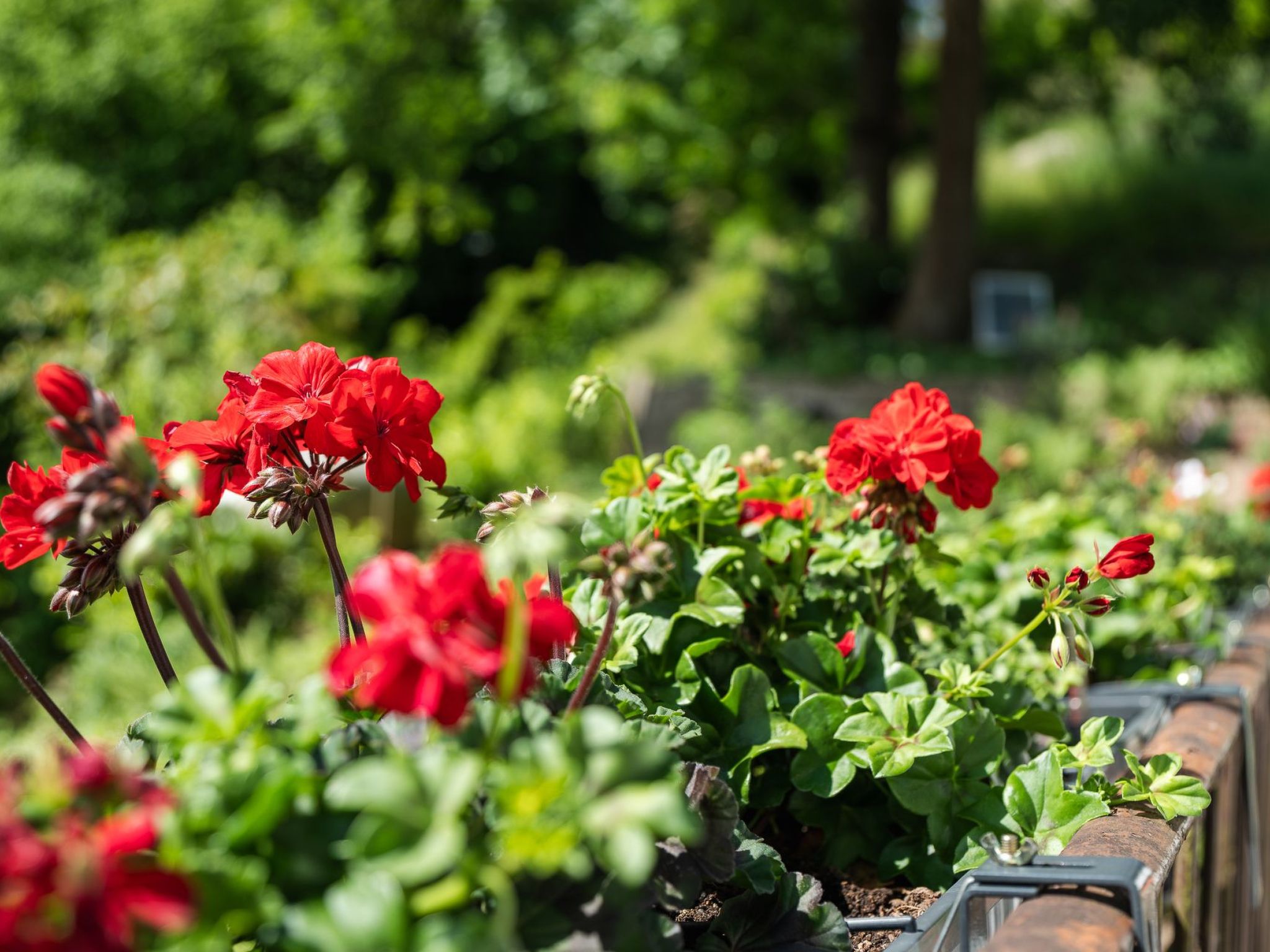 Schwarzwald Königin