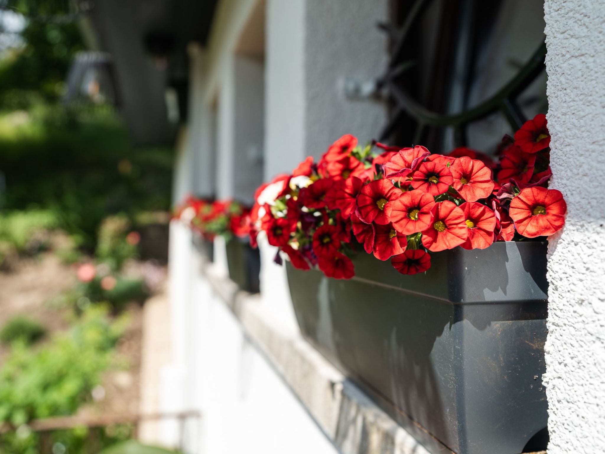 Schwarzwald Königin-Image-tags.info