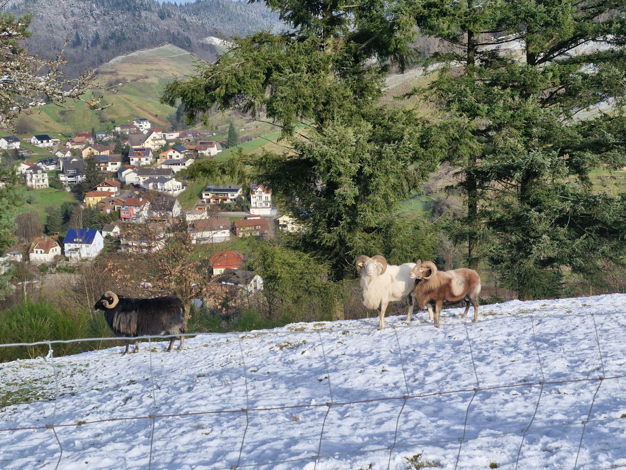 Schwarzwald Königin-Dehors