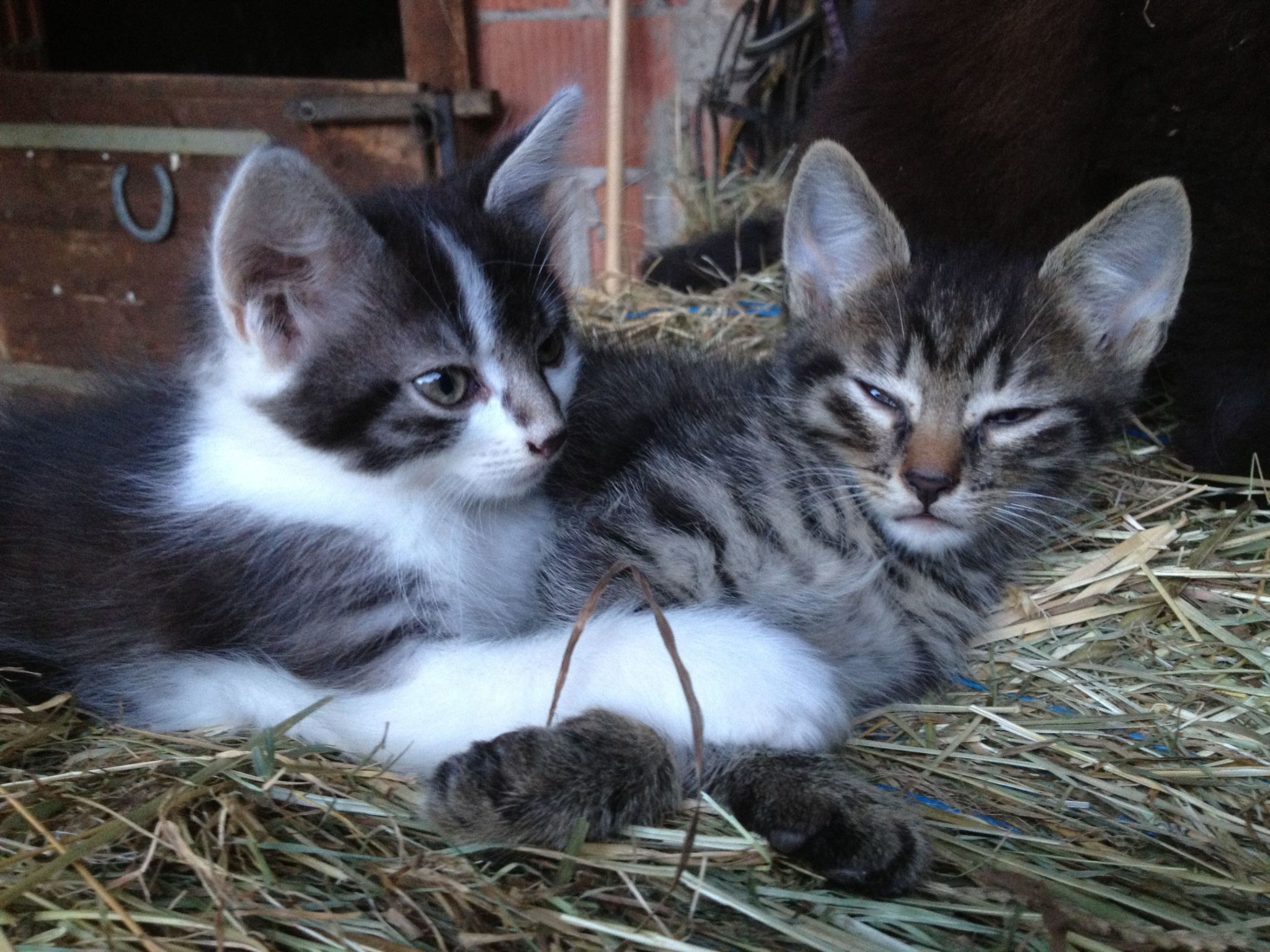 Fuchsbau-Image-tags.info