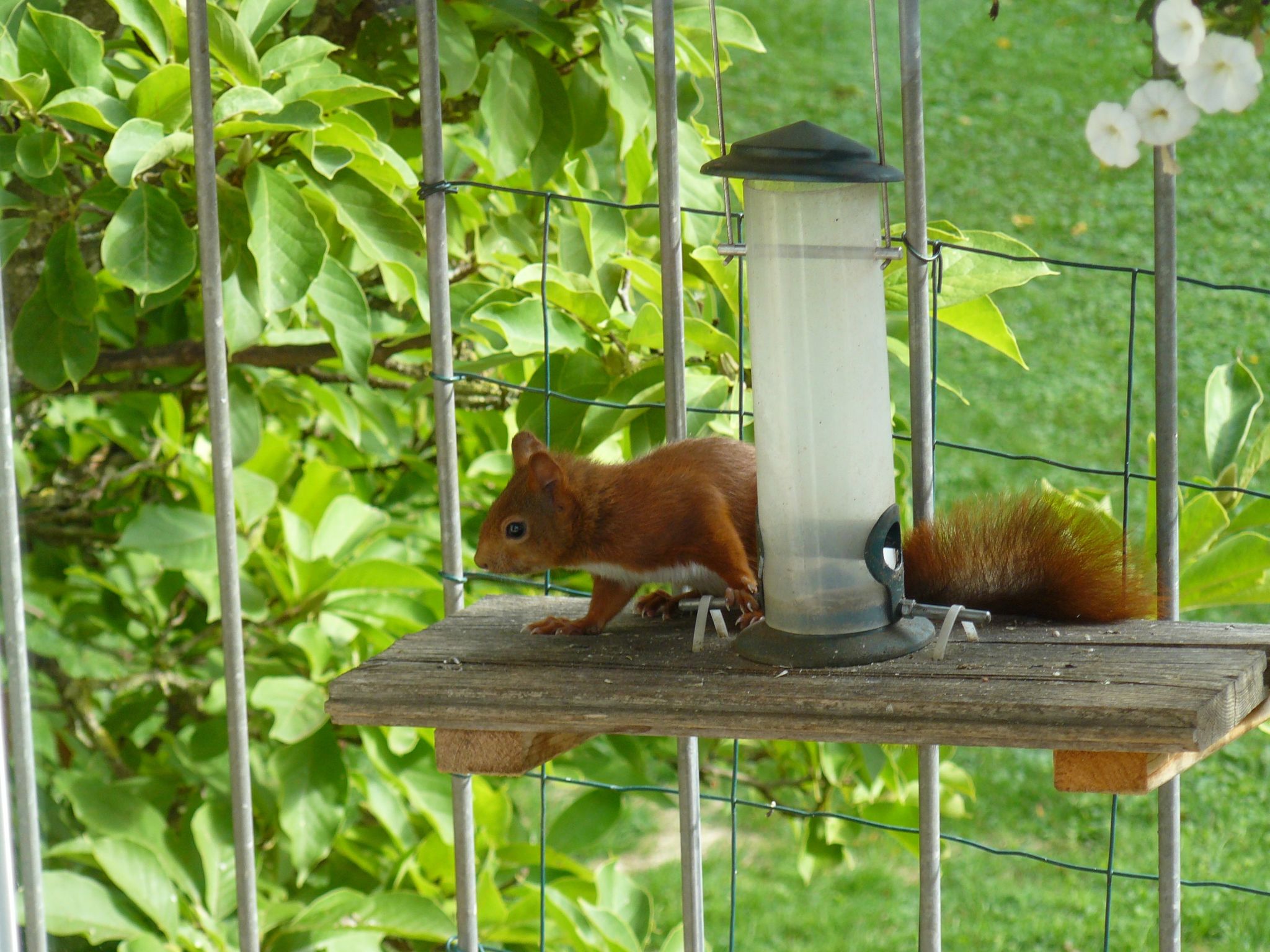 Haus Ahorn Ferienwohnung-Binnen