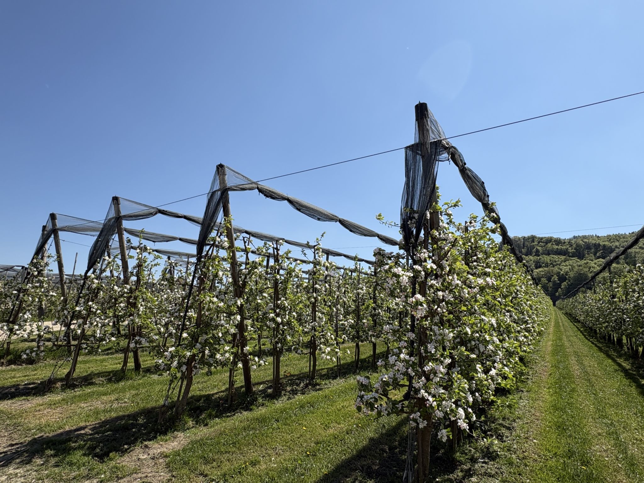 Sonnige Aussichten - Obstbau Koch - Omgeving