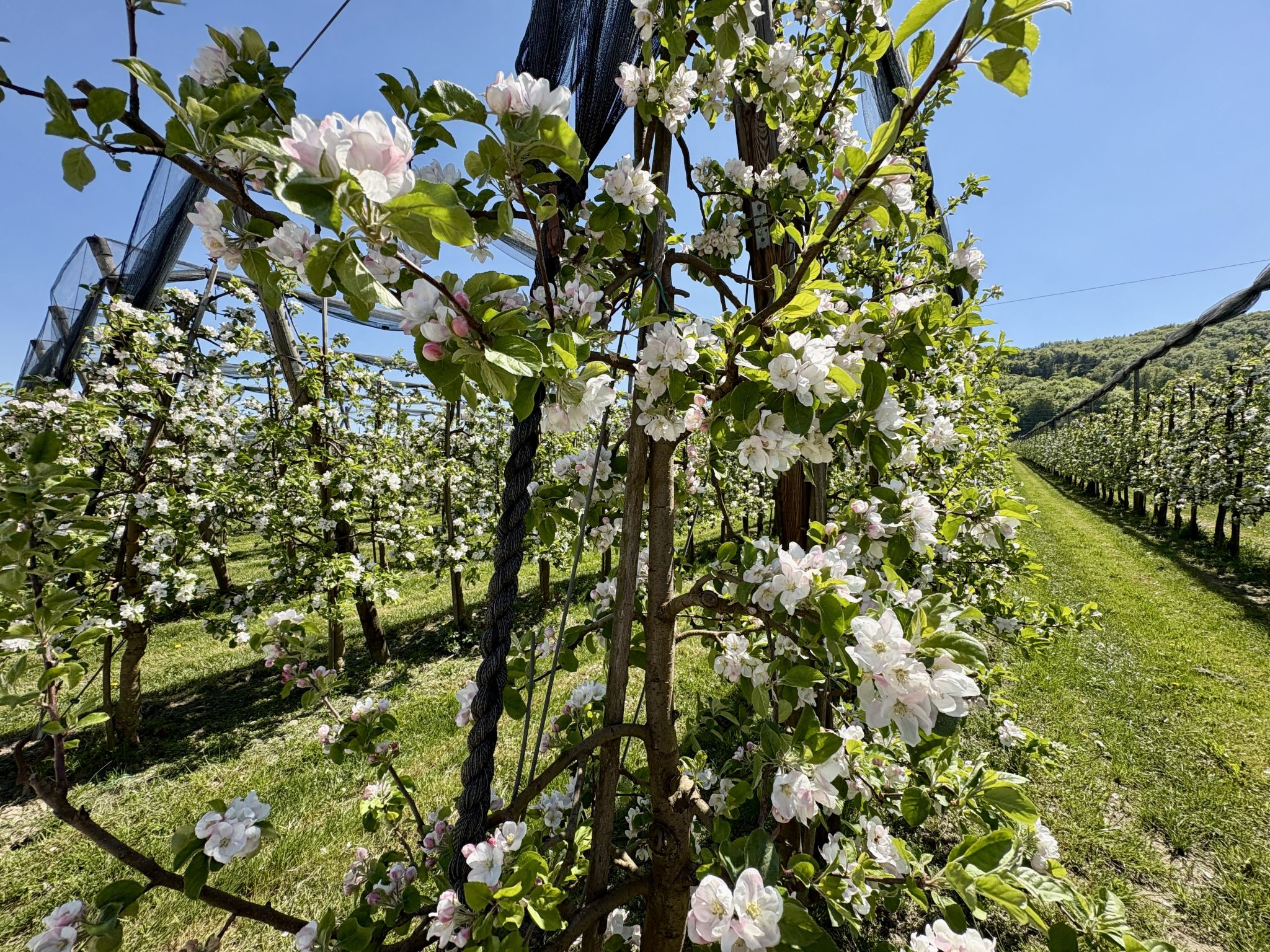 Sonnige Aussichten - Obstbau Koch - Omgeving