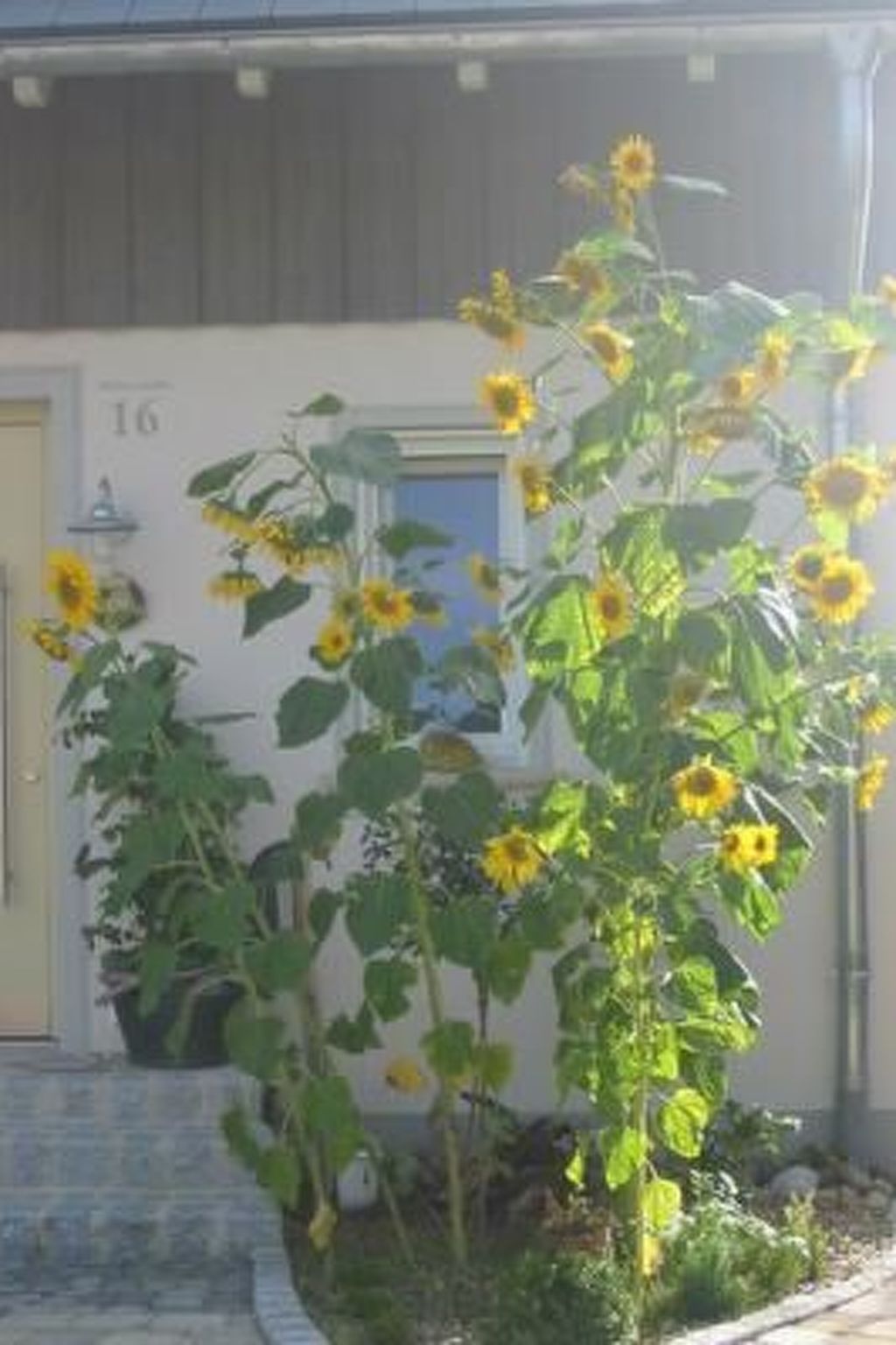 Appartement in Beuren mit Terrasse und Grill-Image-tags.info