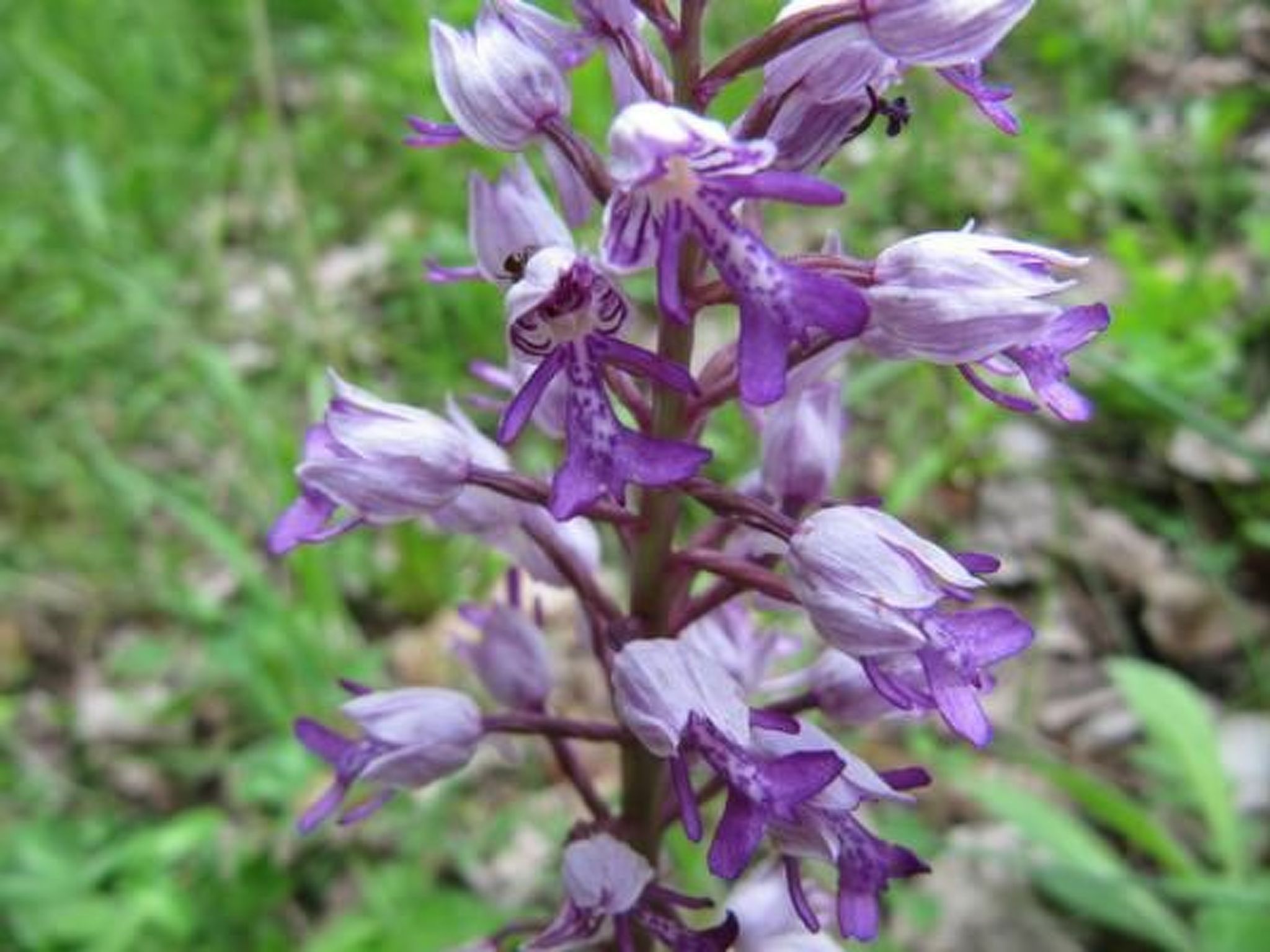 Appartement in Schelingen mit Garten und Grill-Dedans