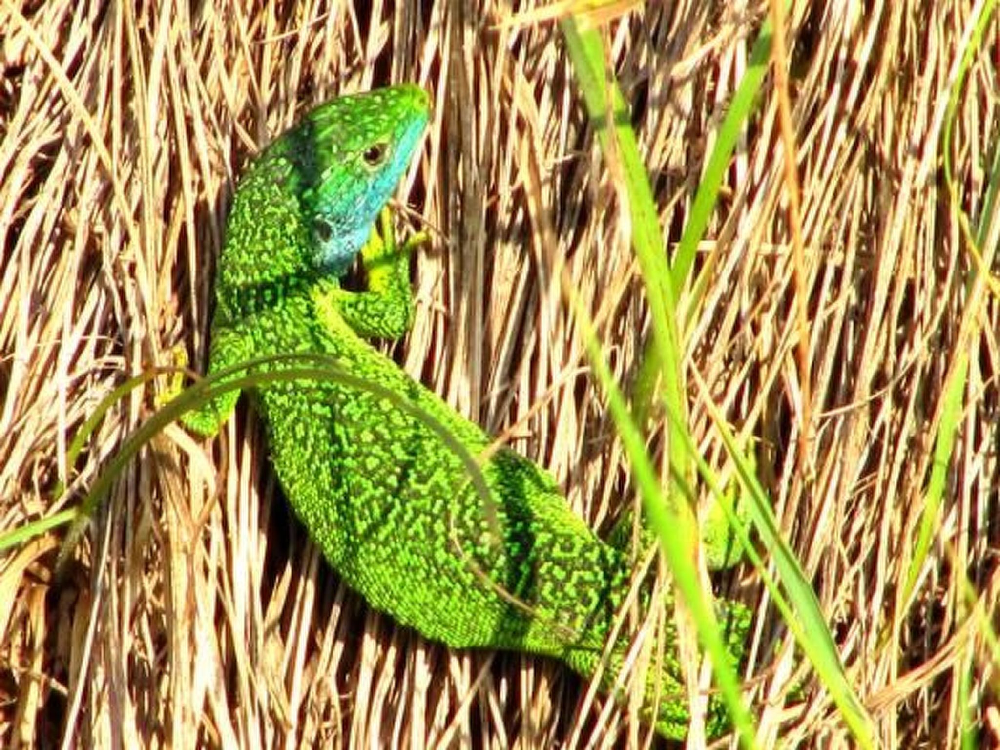 Appartement in Schelingen mit Garten und Grill-Dedans