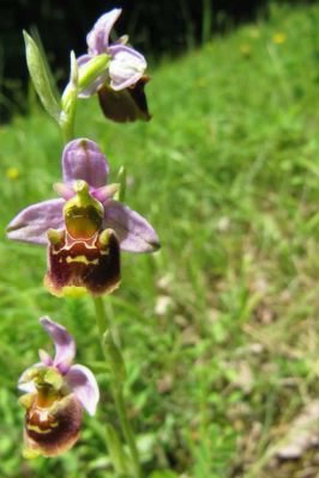 Appartement in Schelingen mit Garten und Grill-Dedans