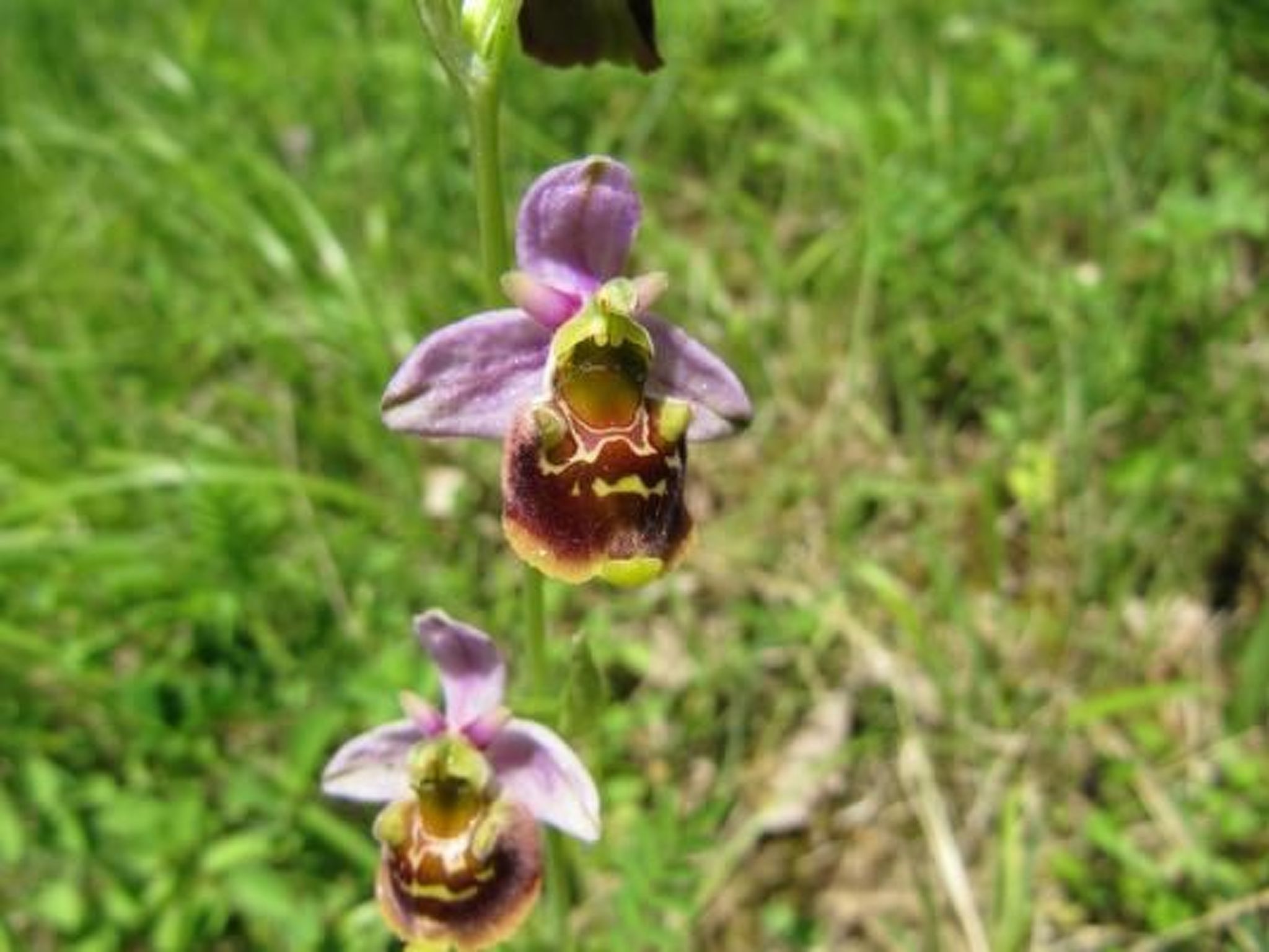 Appartement in Schelingen mit Garten und Grill-Dedans