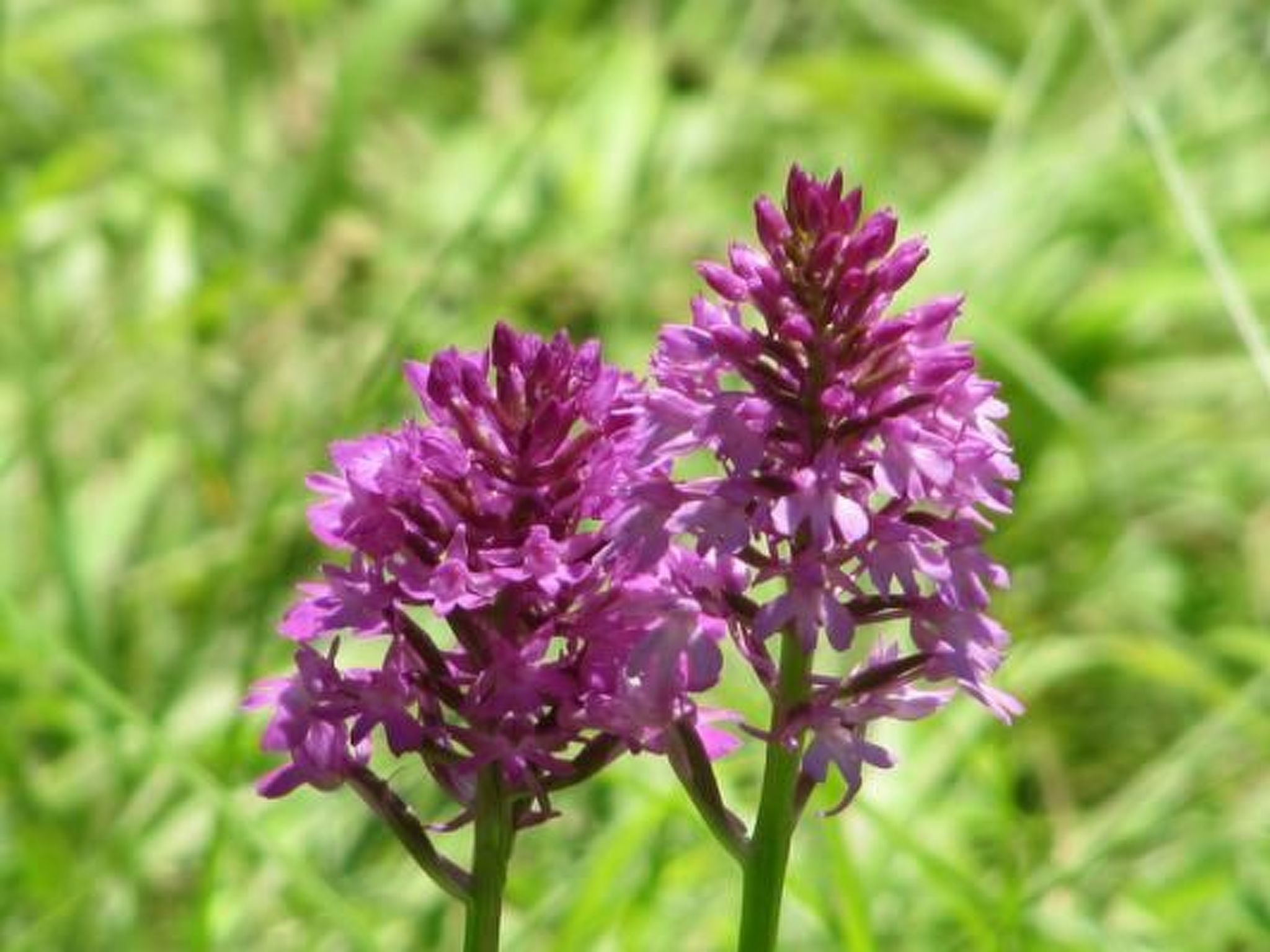 Appartement in Schelingen mit Garten und Grill-Dedans