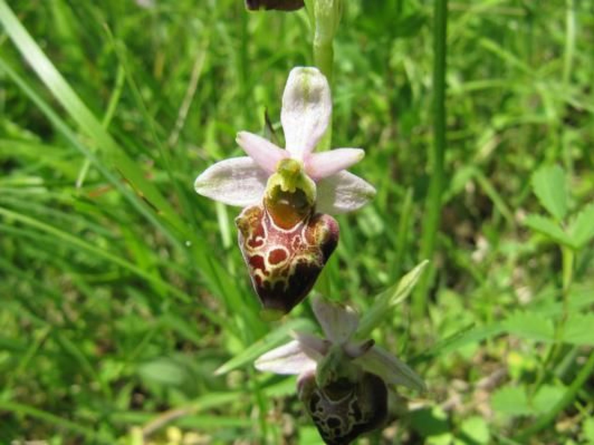 Appartement in Schelingen mit Garten und Grill-Dedans