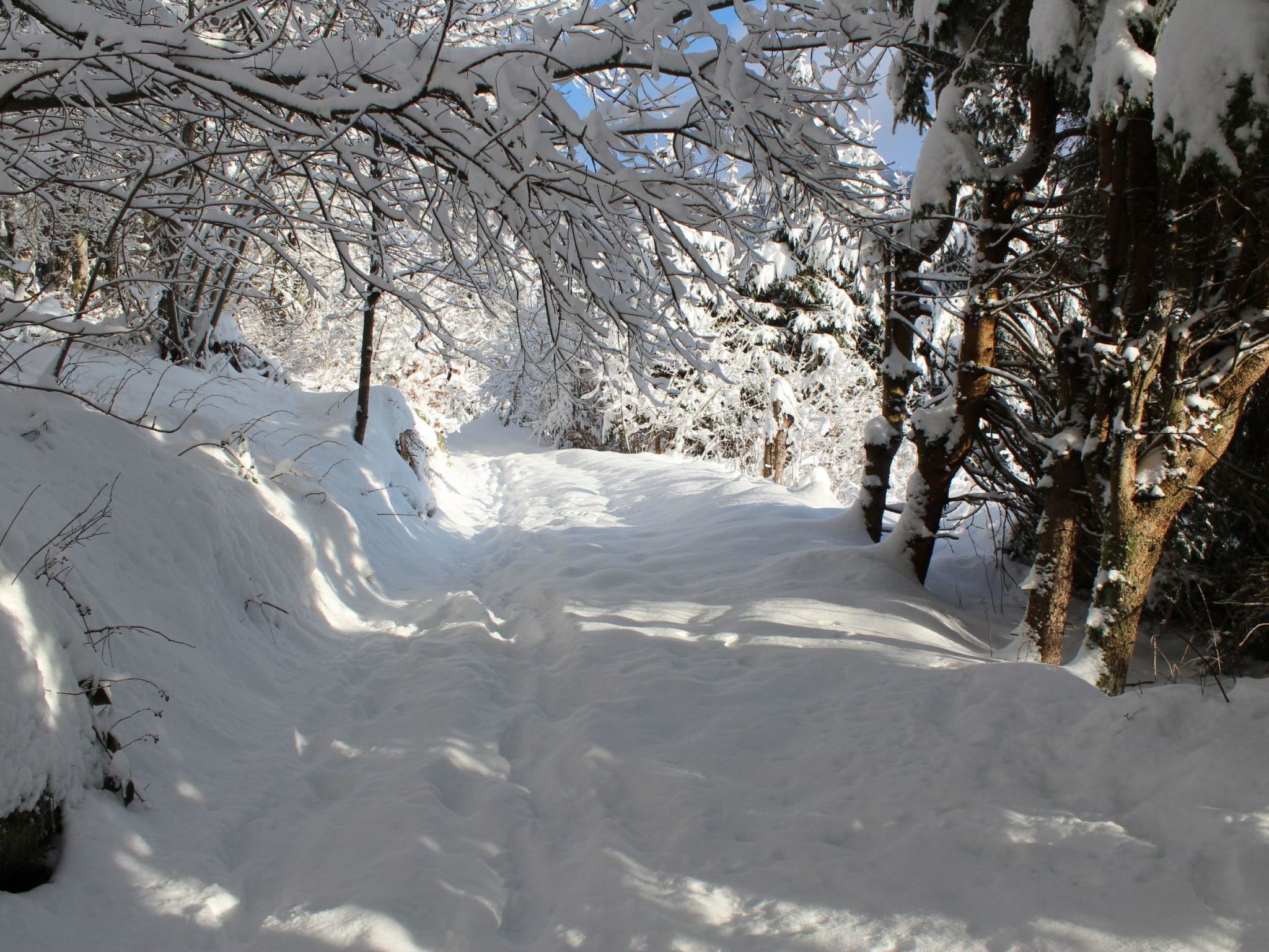 Haus Maria Hochschwarzwald, Garten umzäunt, Waldrand, Hunde willkommen-Binnen