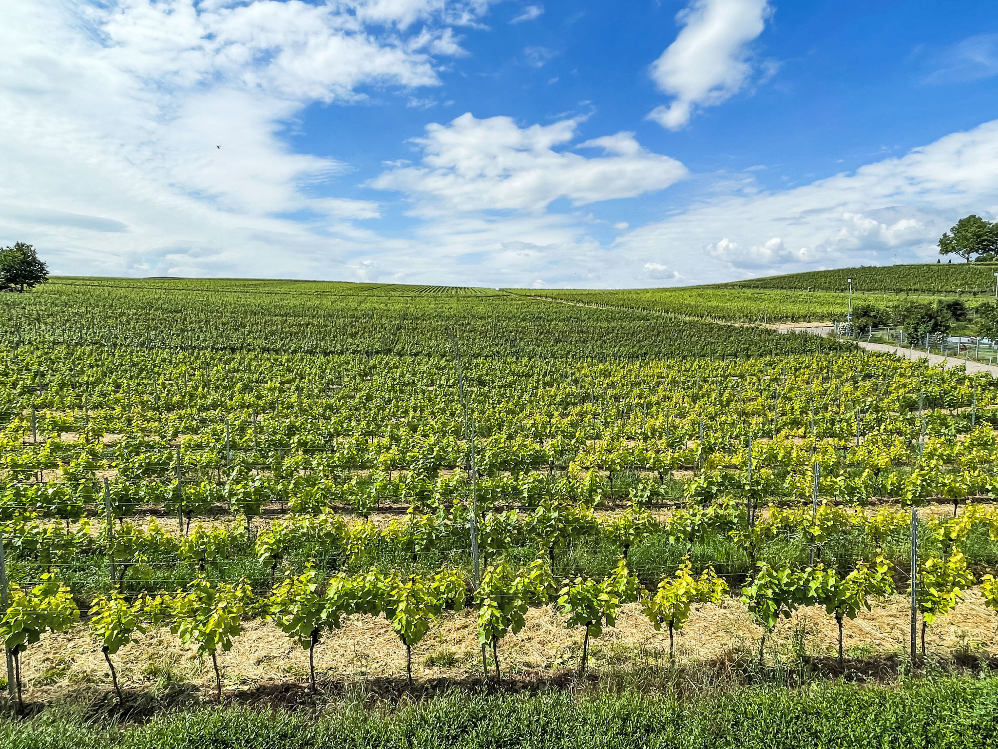 Weinbergblick-Buiten