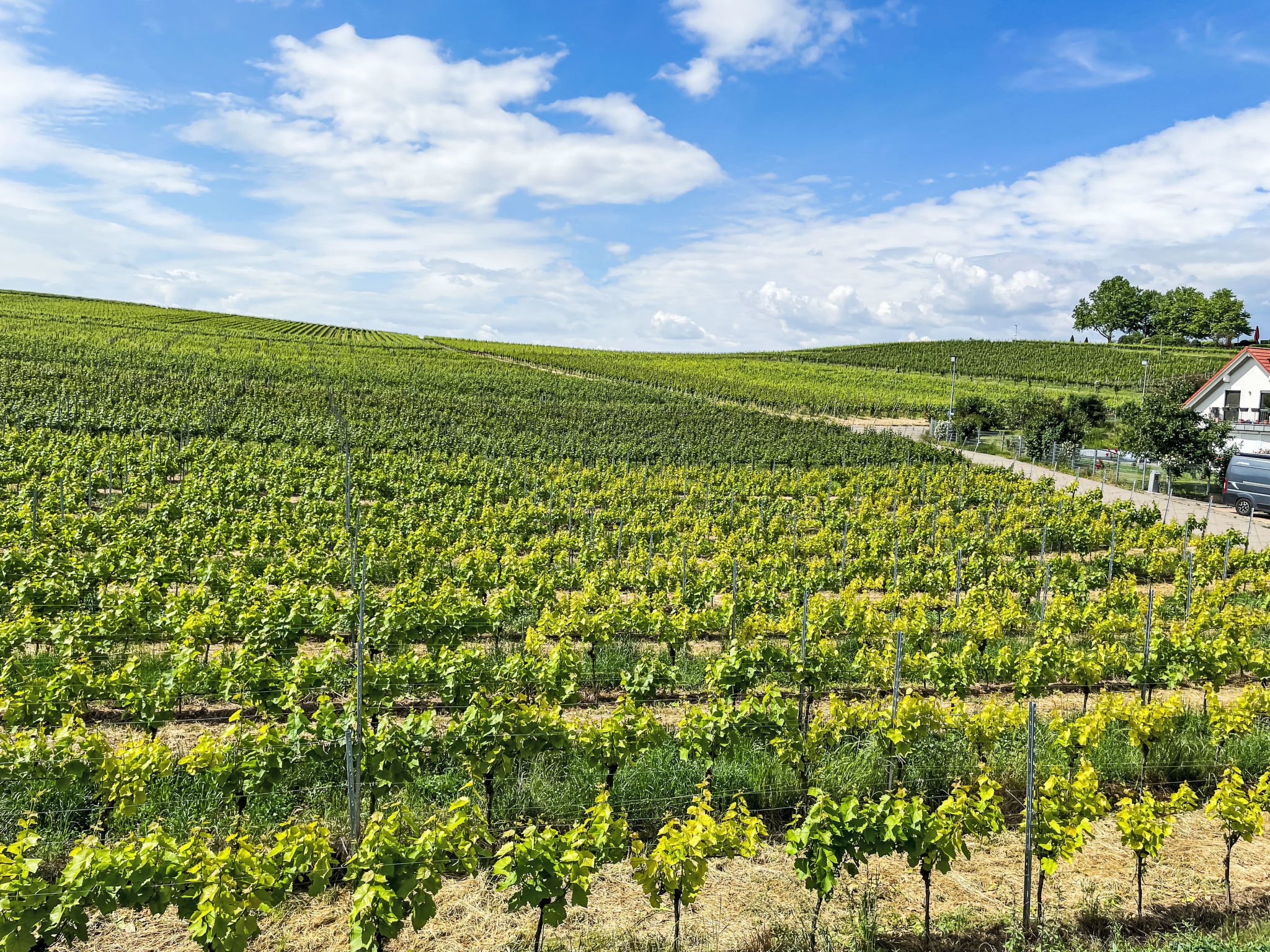 Weinbergblick-Buiten