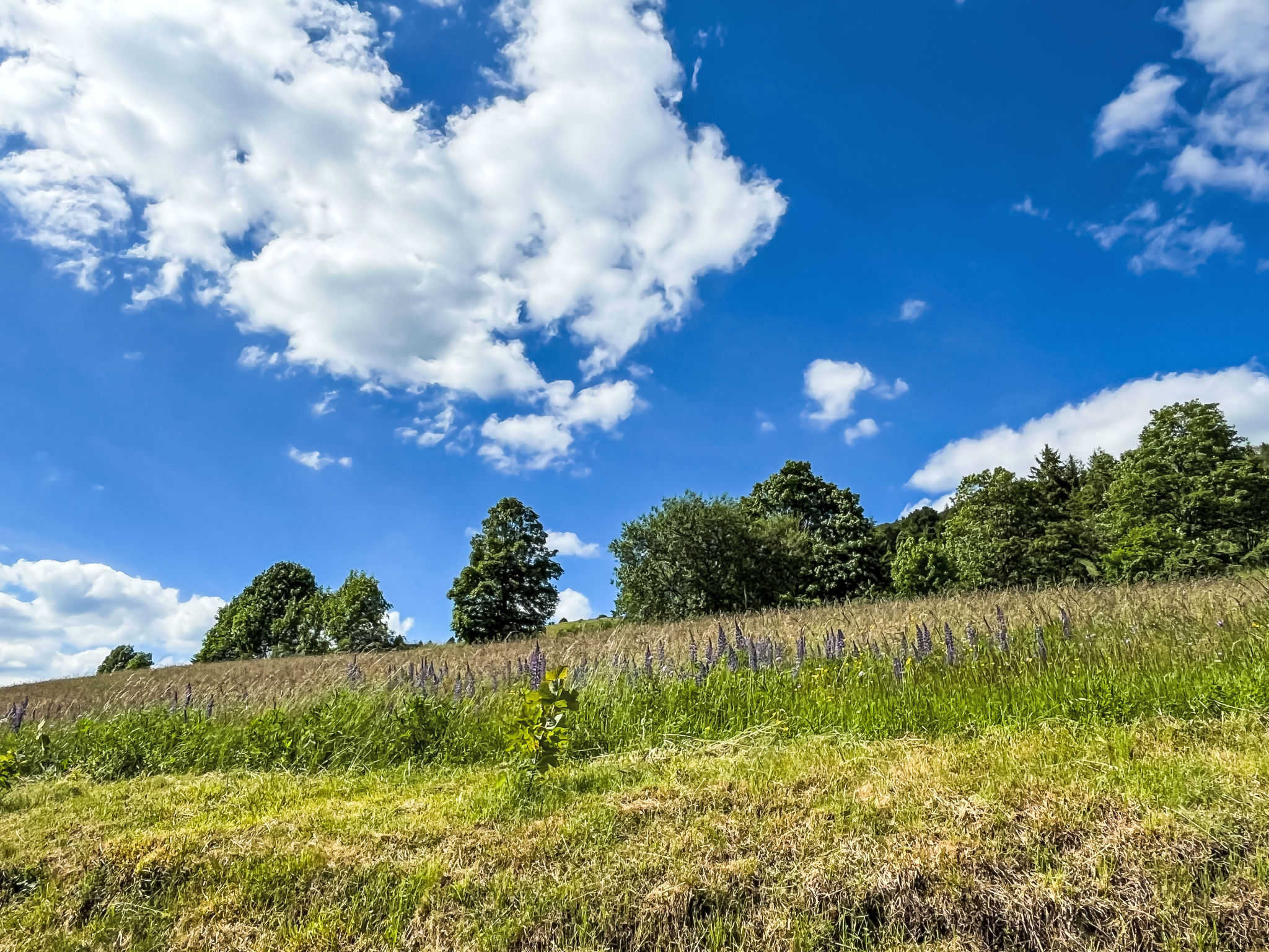 Schwarzwaldblick VI-Buiten