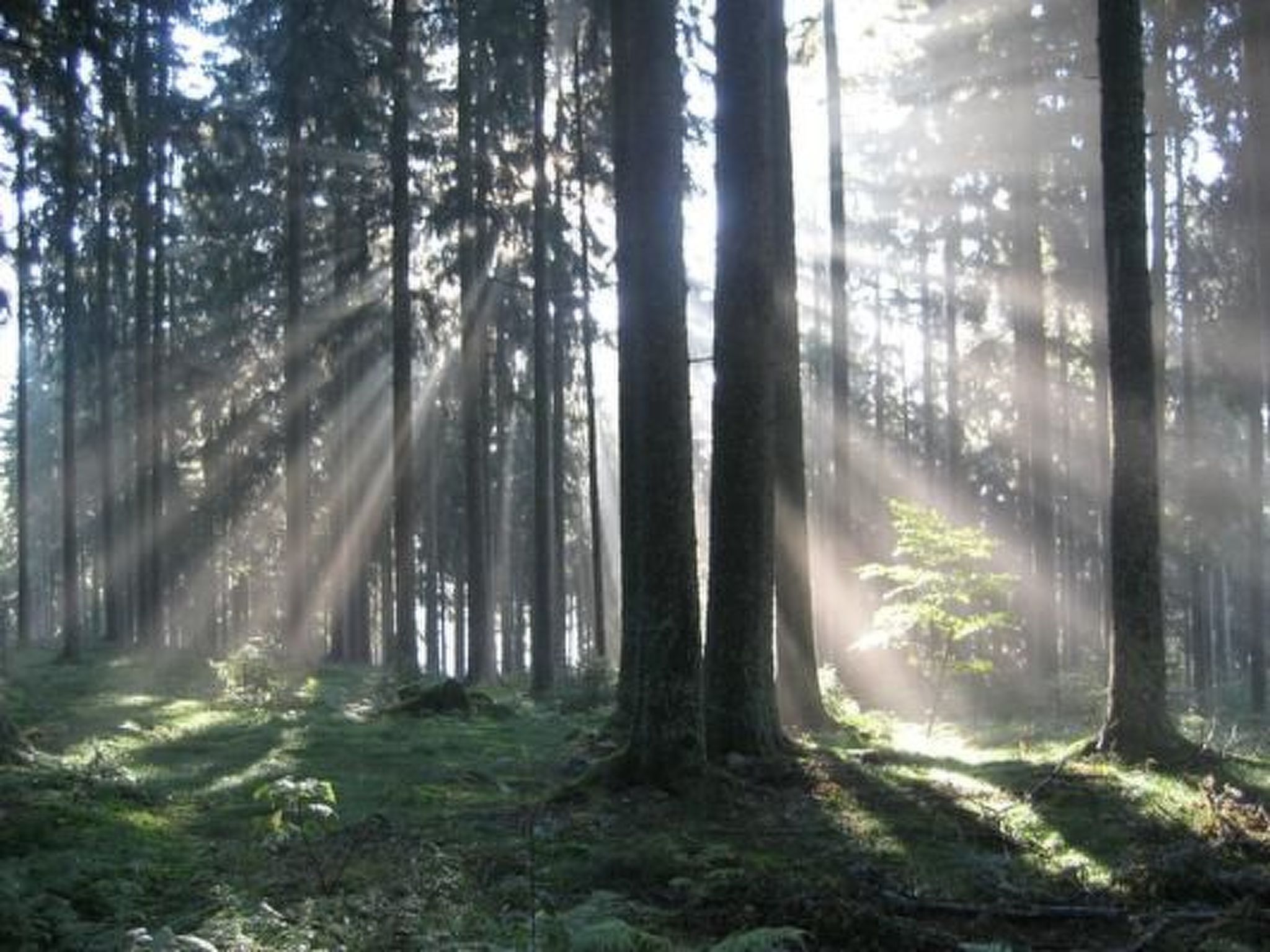 Appartement mit Garten in Schwärzenbach-Inside